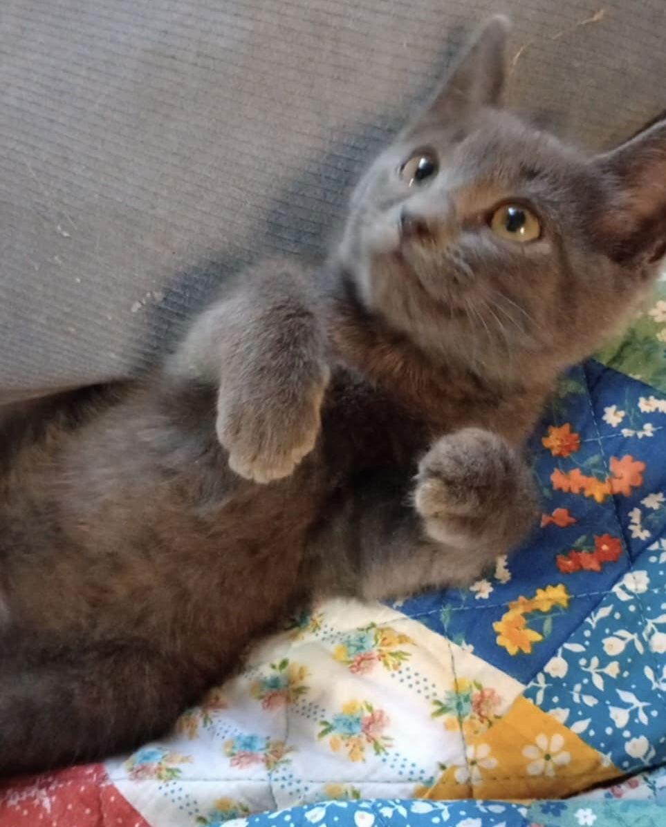 Denny, a Adopted Russian Blue in Piedmont, MO image 3/3