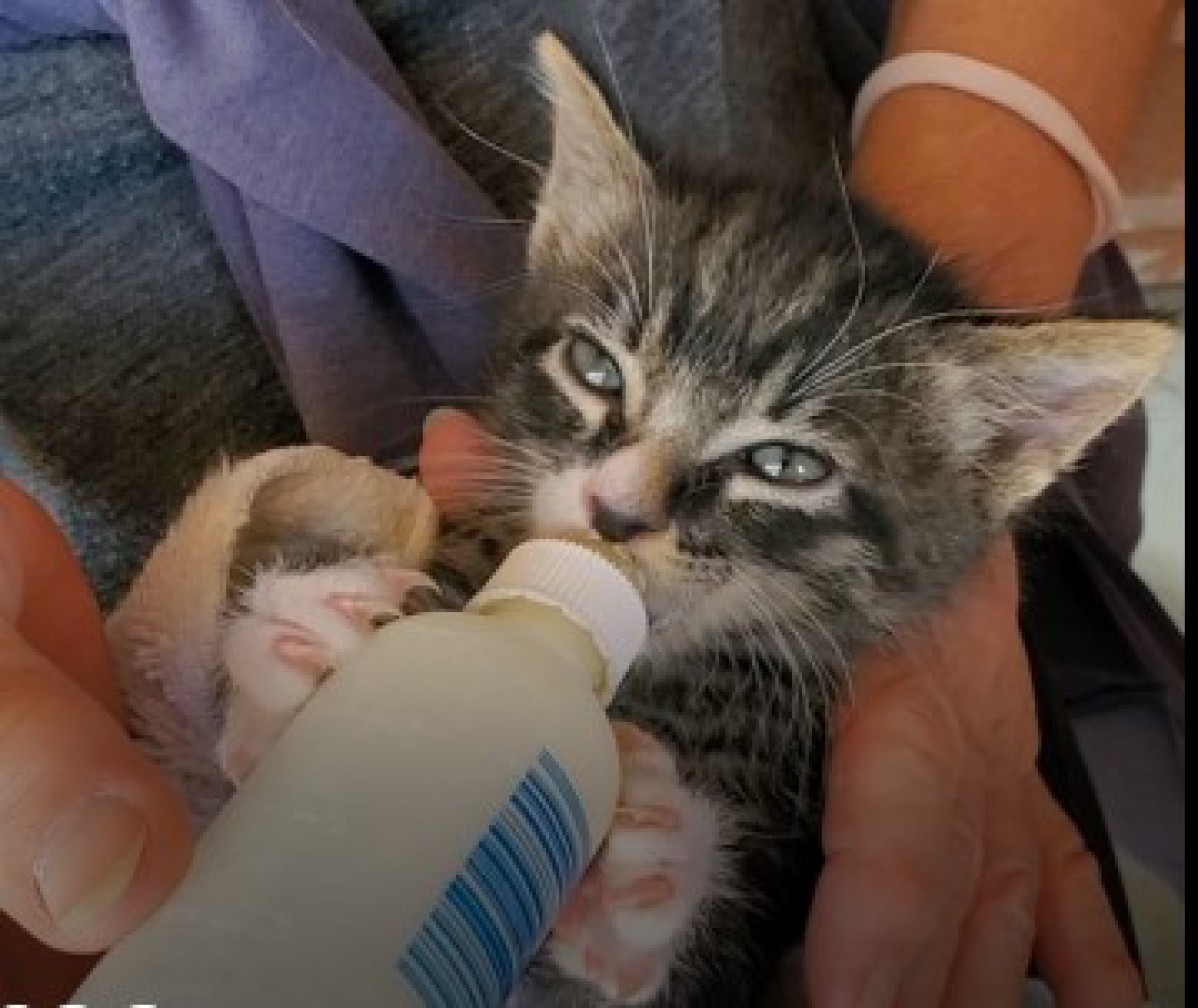 Simba, Adoptable, Young Male Tabby.