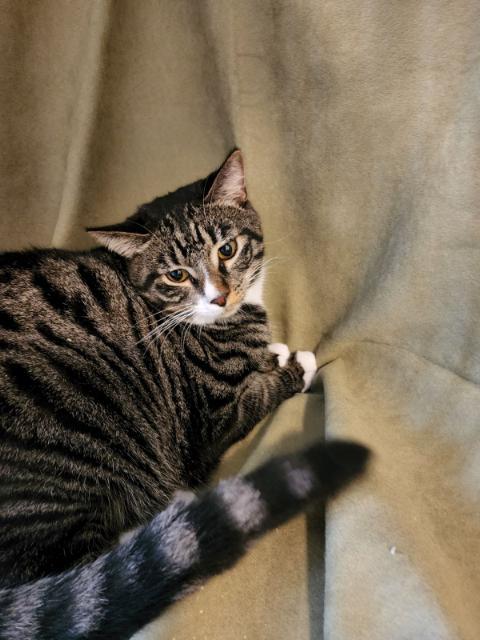 Simba, a Adoptable Tabby in Torrance, CA image 2/8