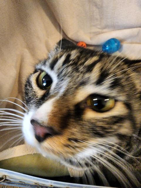 Simba, a Adoptable Tabby in Torrance, CA image 3/8