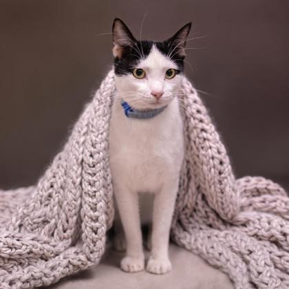 Enlarge Matisse Katter, a Adoptable mixed breed in Hudson, MA image 1/3