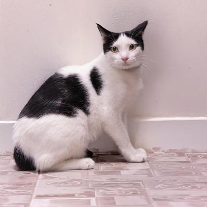 Enlarge Matisse Katter, a Adoptable mixed breed in Hudson, MA image 2/3