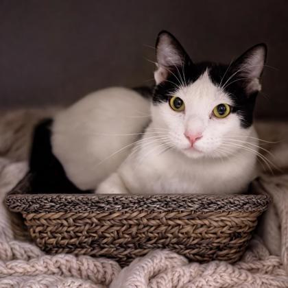 Enlarge Matisse Katter, a Adoptable mixed breed in Hudson, MA image 3/3