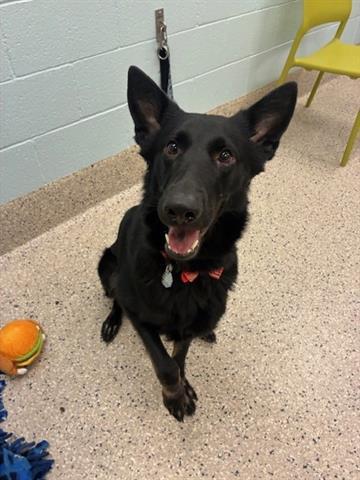 ROCKET, Adoptable, Young Female German Shepherd Dog.