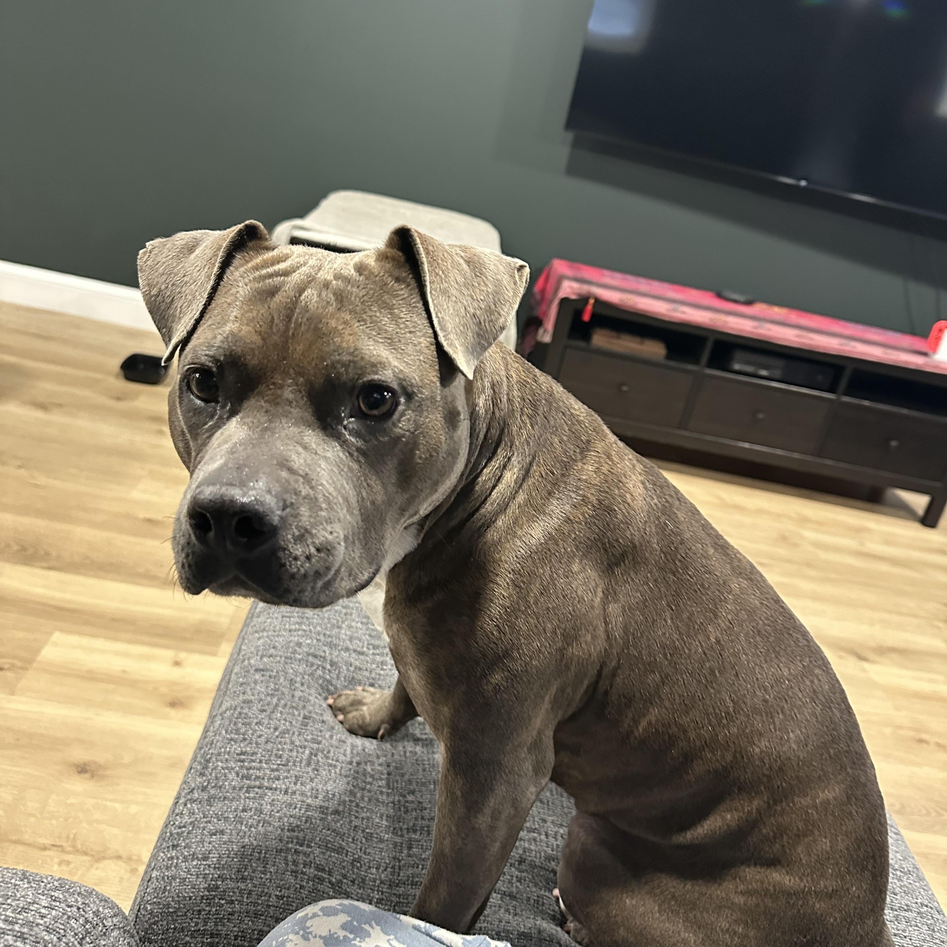 Enlarge Zeyta, an adopted Mixed Breed in Albany, NY image 4/4