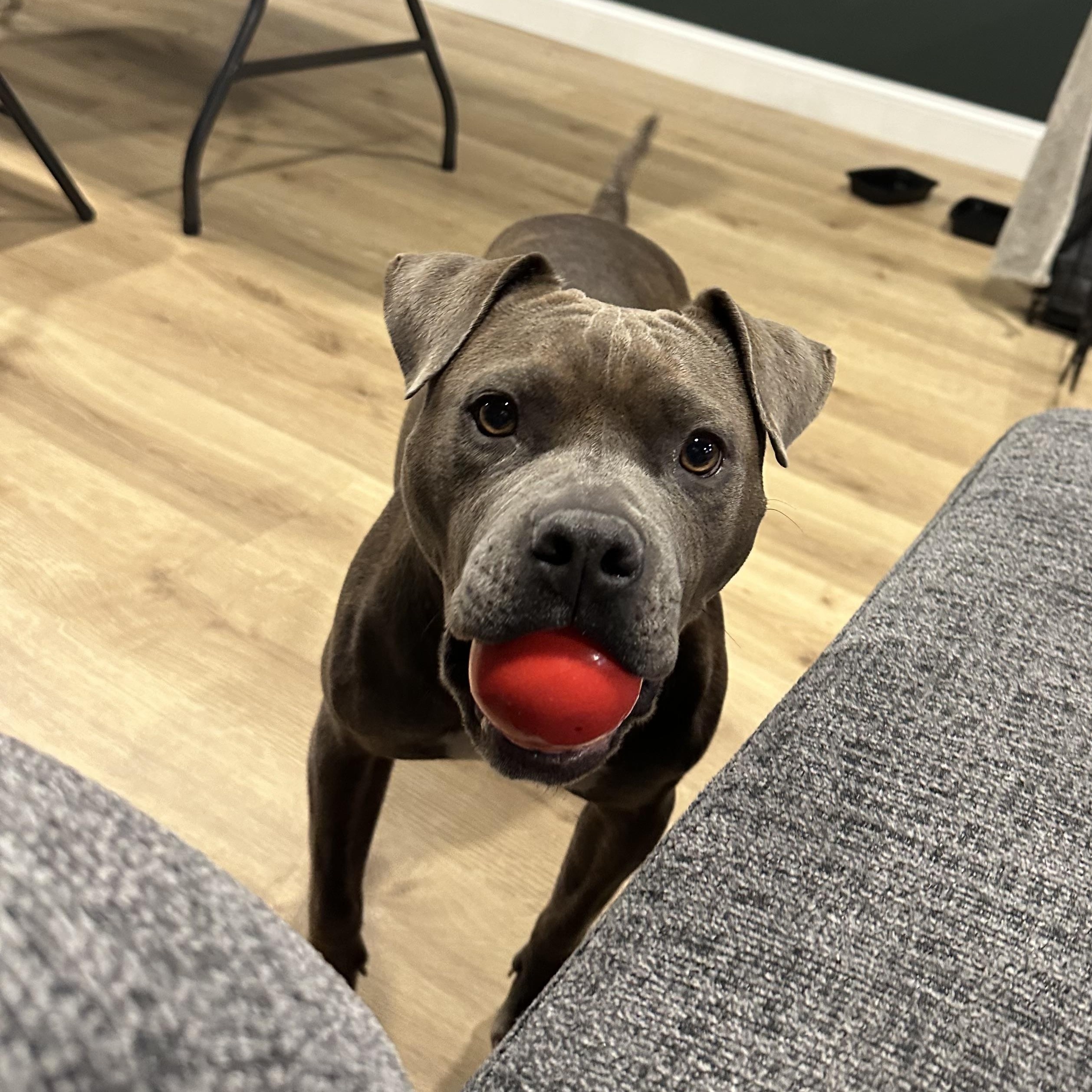 Enlarge Zeyta, an adopted Mixed Breed in Albany, NY image 1/4