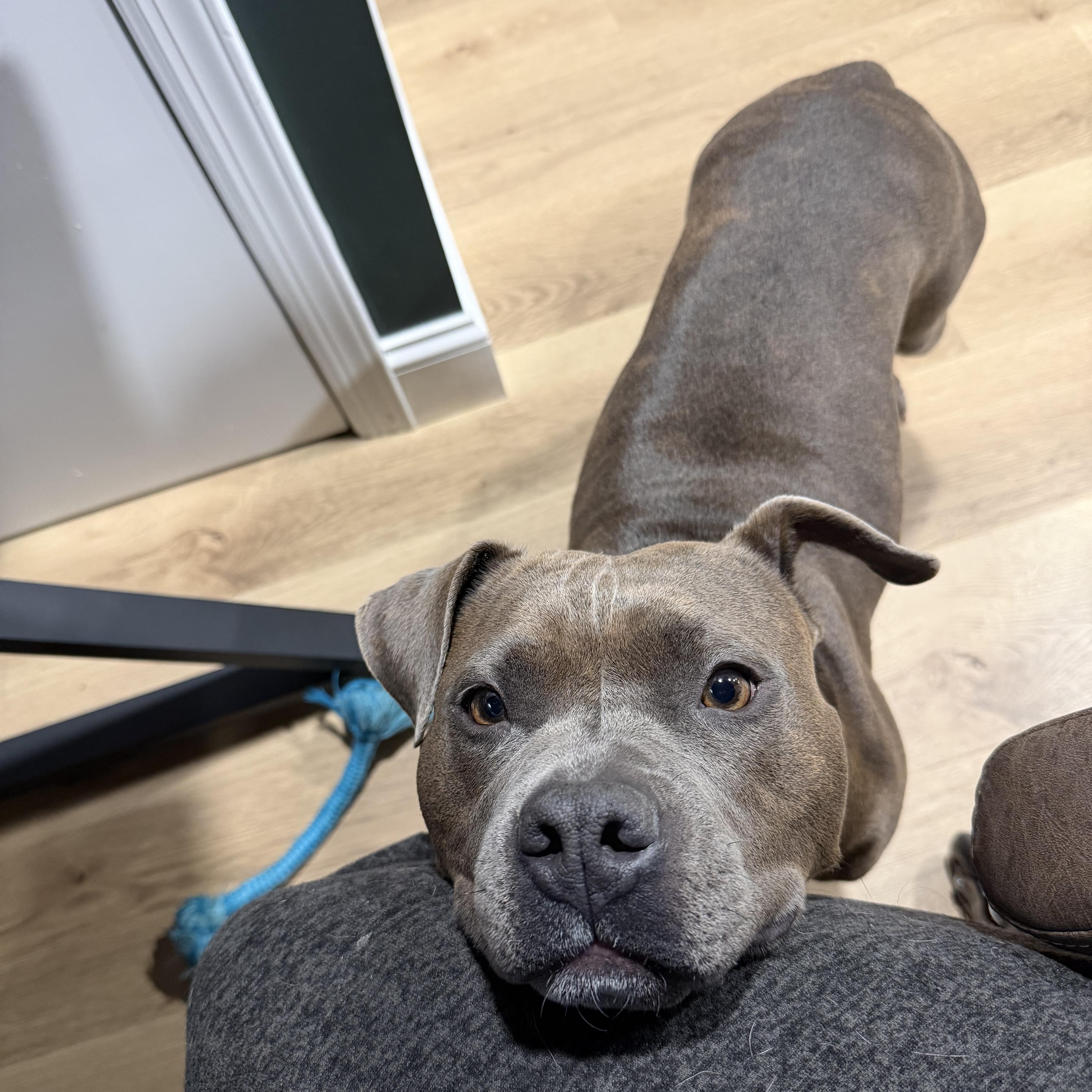 Enlarge Zeyta, an adopted Mixed Breed in Albany, NY image 2/4