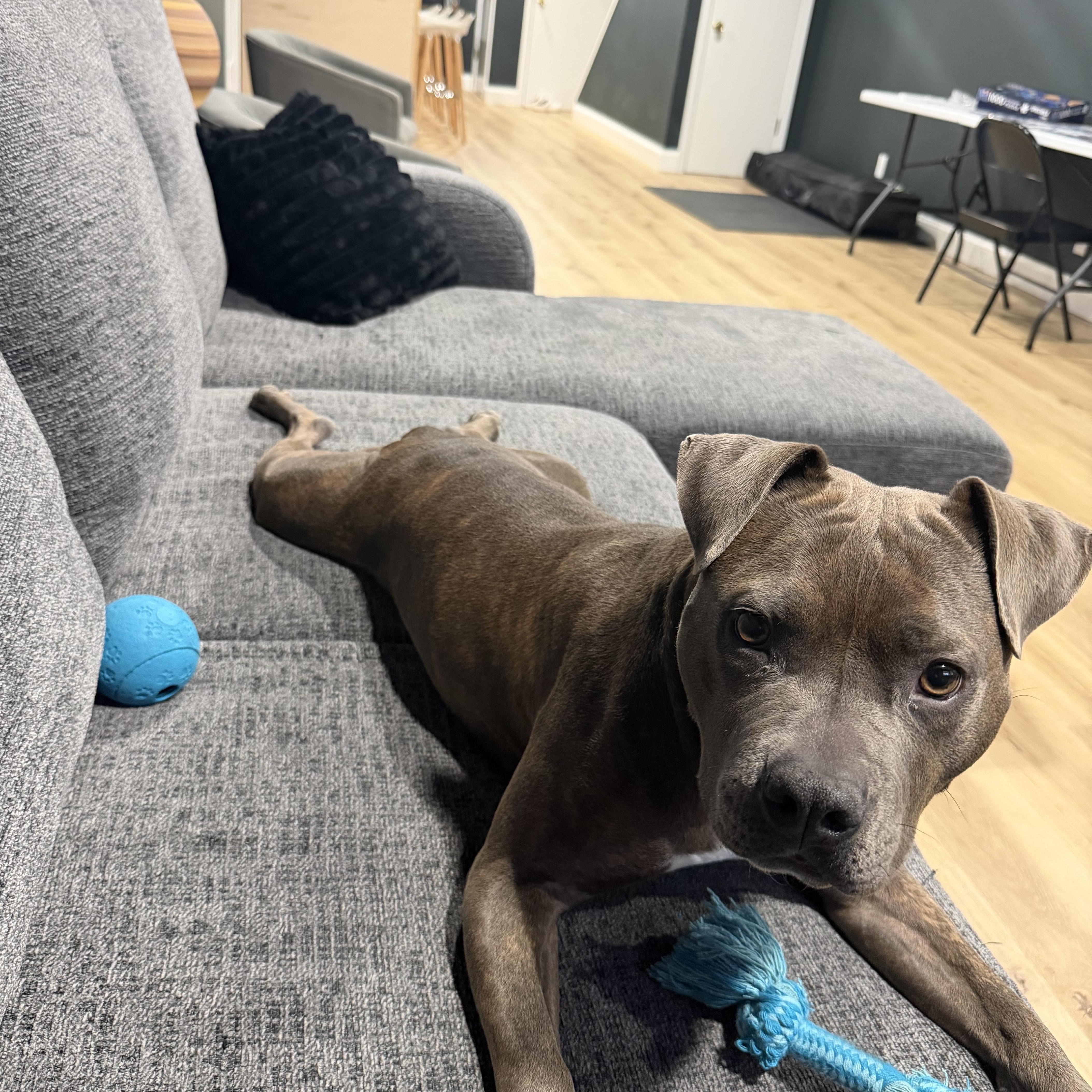 Enlarge Zeyta, an adopted Mixed Breed in Albany, NY image 3/4