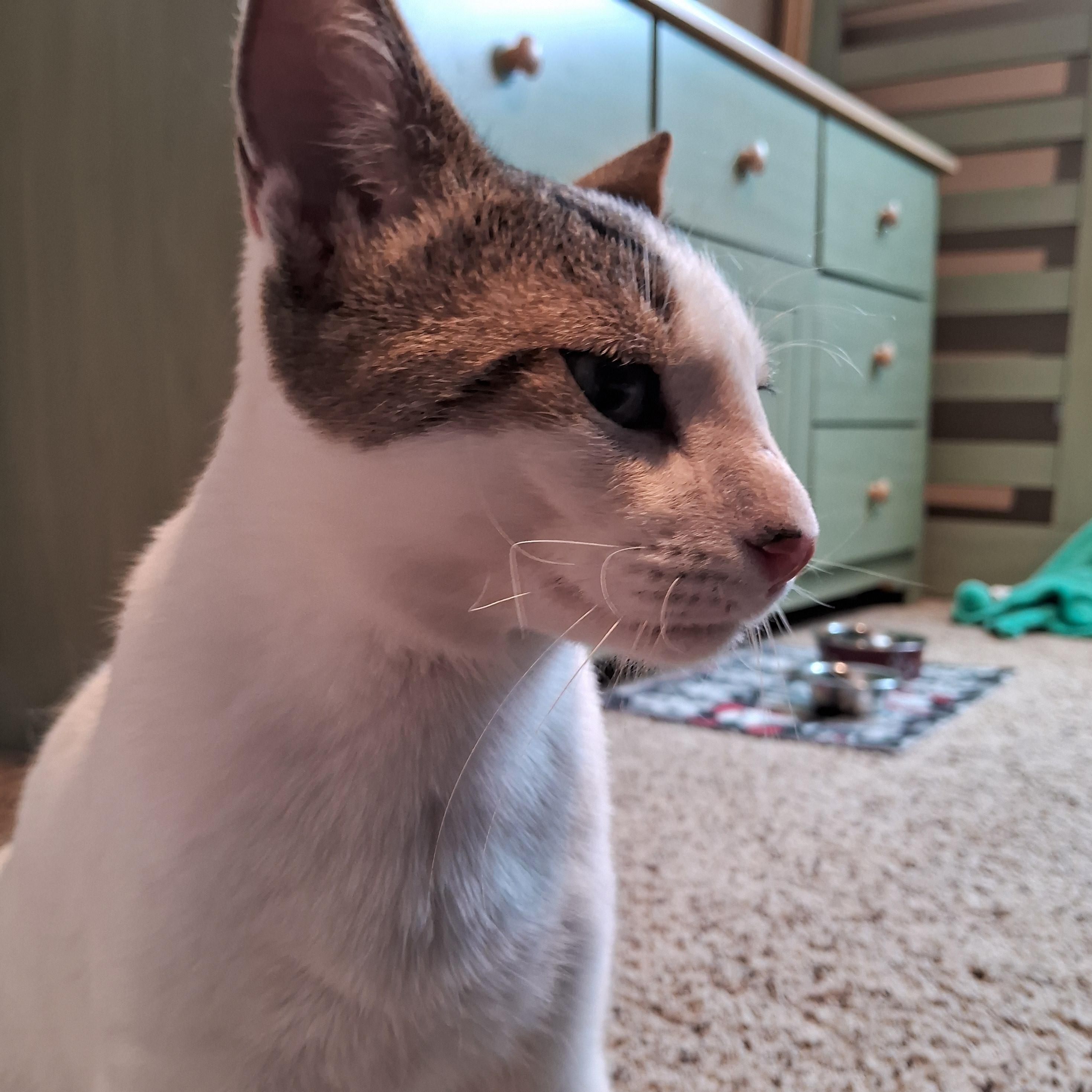 Enlarge Romeo Adams-Weingarten, an adopted Domestic Short Hair in Denver, CO image 2/5