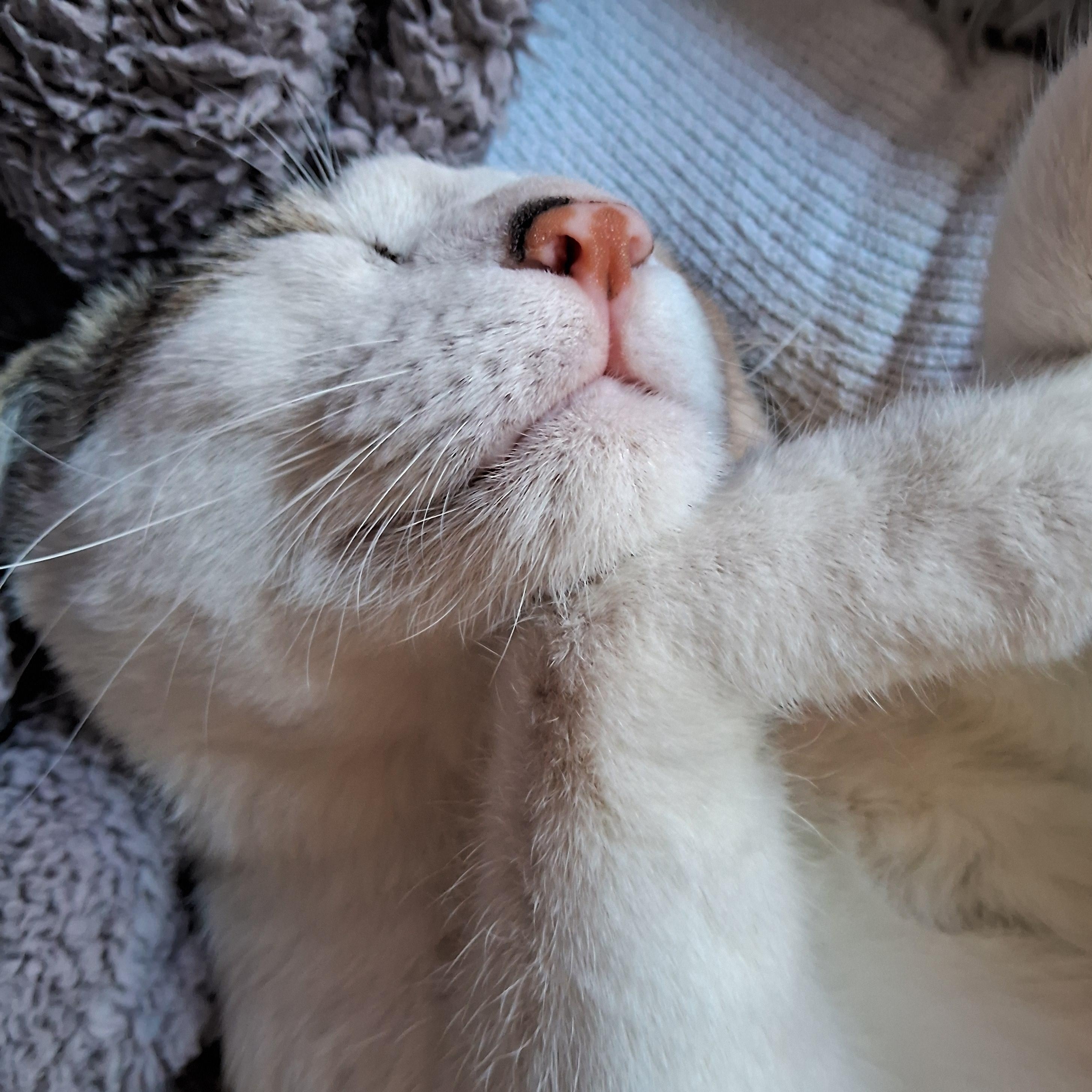 Enlarge Romeo Adams-Weingarten, an adopted Domestic Short Hair in Denver, CO image 3/5