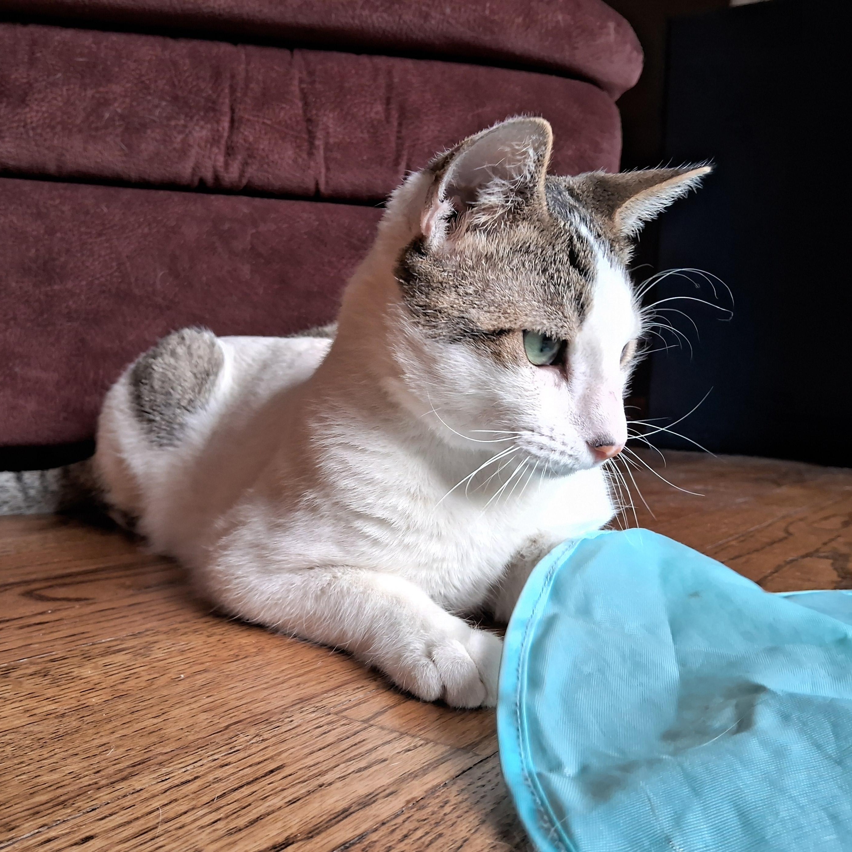 Enlarge Romeo Adams-Weingarten, an adopted Domestic Short Hair in Denver, CO image 5/5