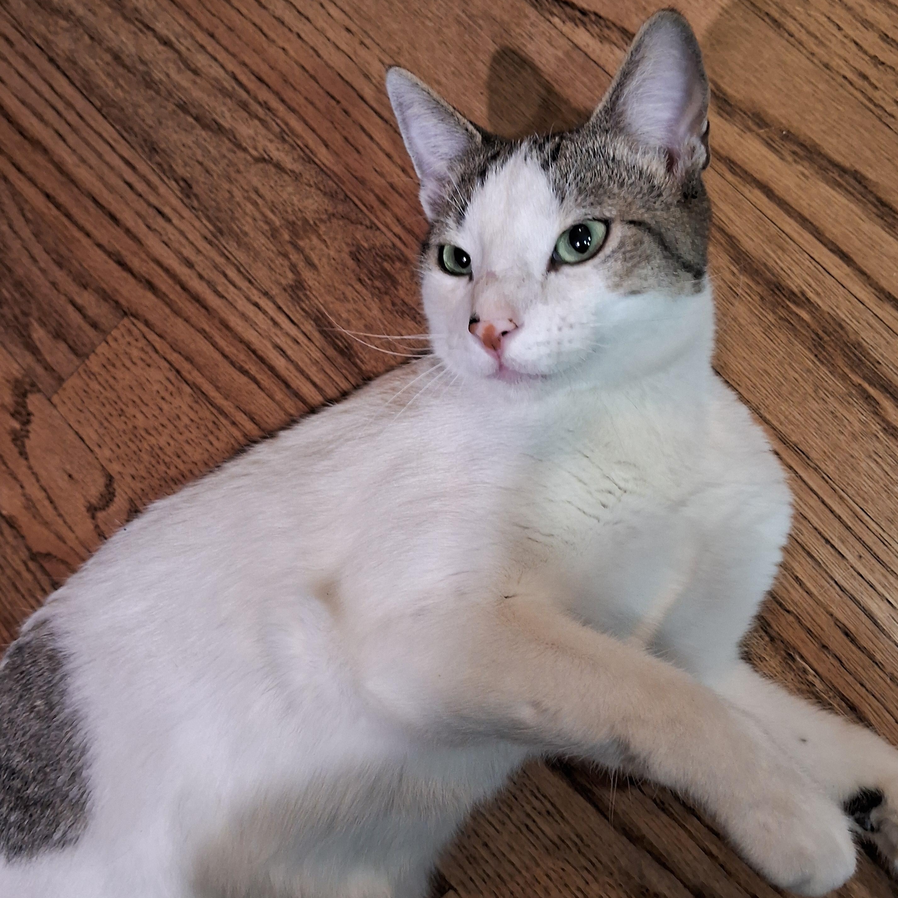 Romeo Adams-Weingarten, ADOPTABLE, Young Male Domestic Short Hair.