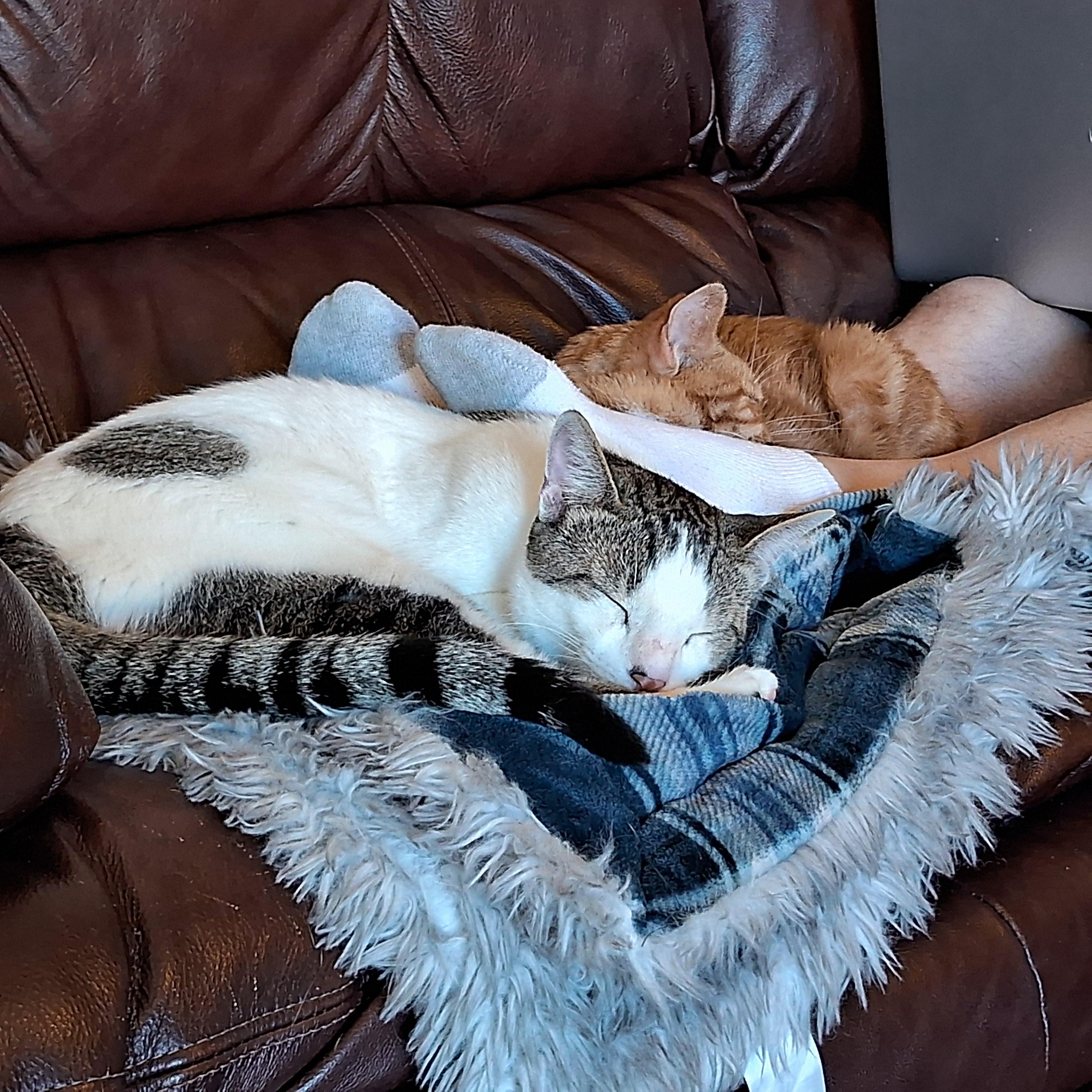 Enlarge Romeo Adams-Weingarten, an adopted Domestic Short Hair in Denver, CO image 4/5