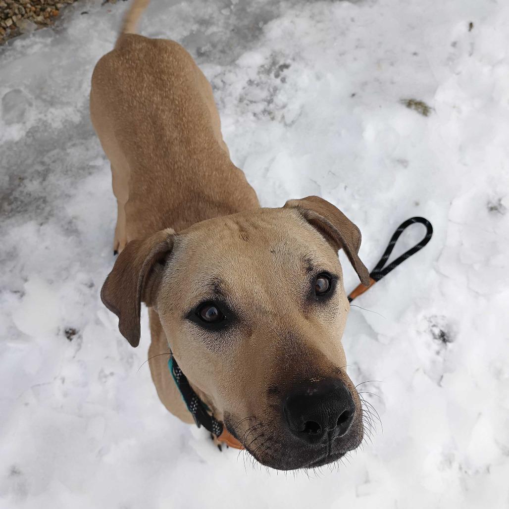 Milo, Adoptable, Young Male Mixed Breed.