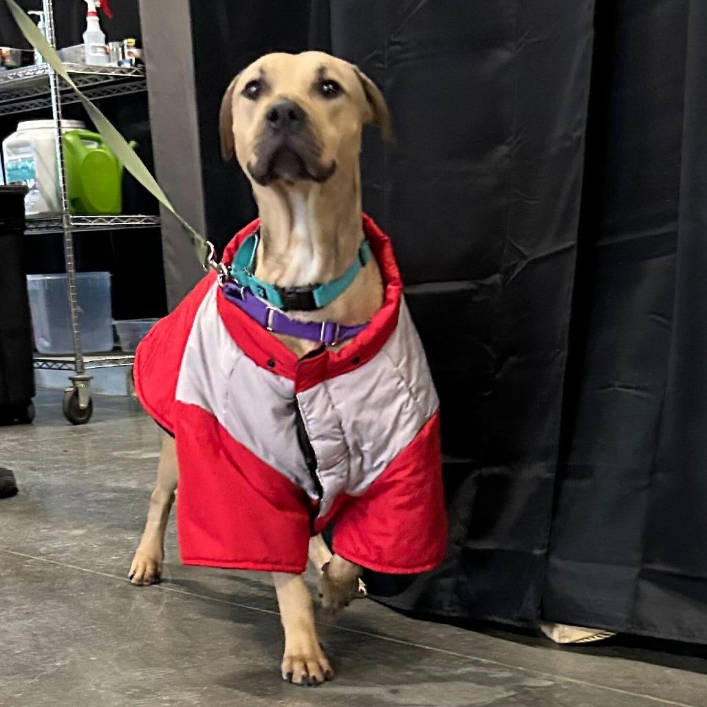 Enlarge Milo, a Adoptable Mixed Breed in Dover, NH image 2/6