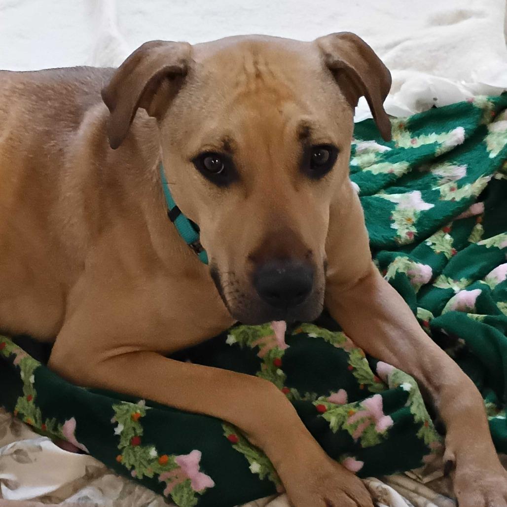 Enlarge Milo, a Adoptable Mixed Breed in Dover, NH image 4/6