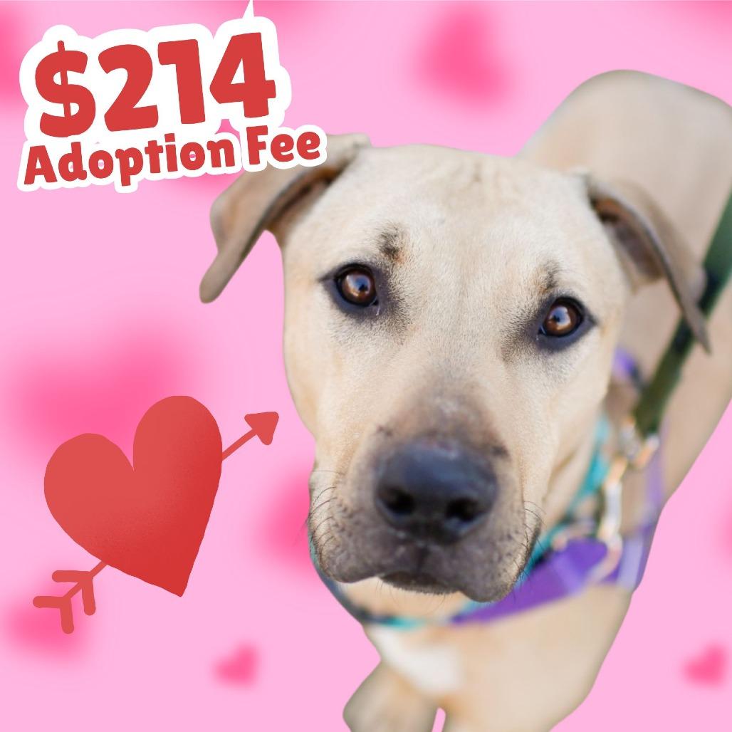 Enlarge Milo, a Adoptable Mixed Breed in Dover, NH image 5/6