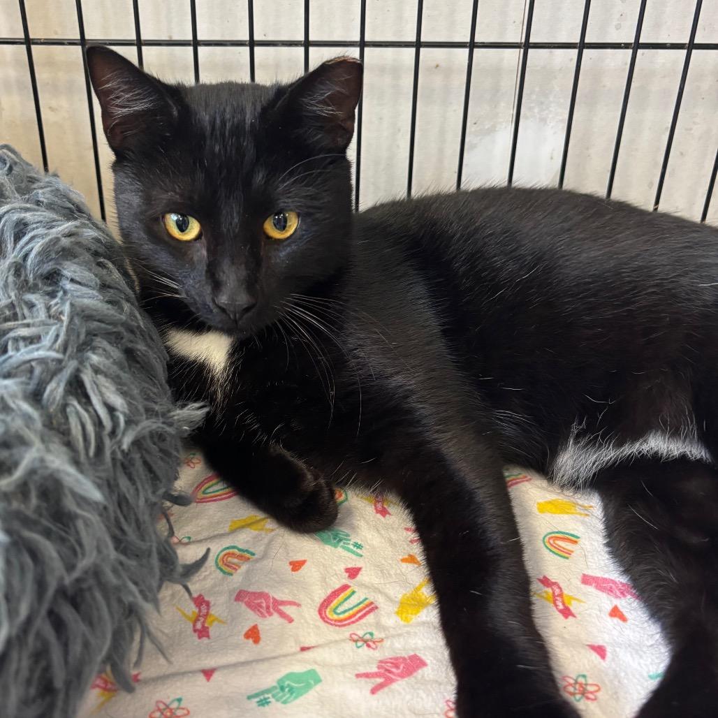 Midnight, Adoptable, Young Male American Shorthair.
