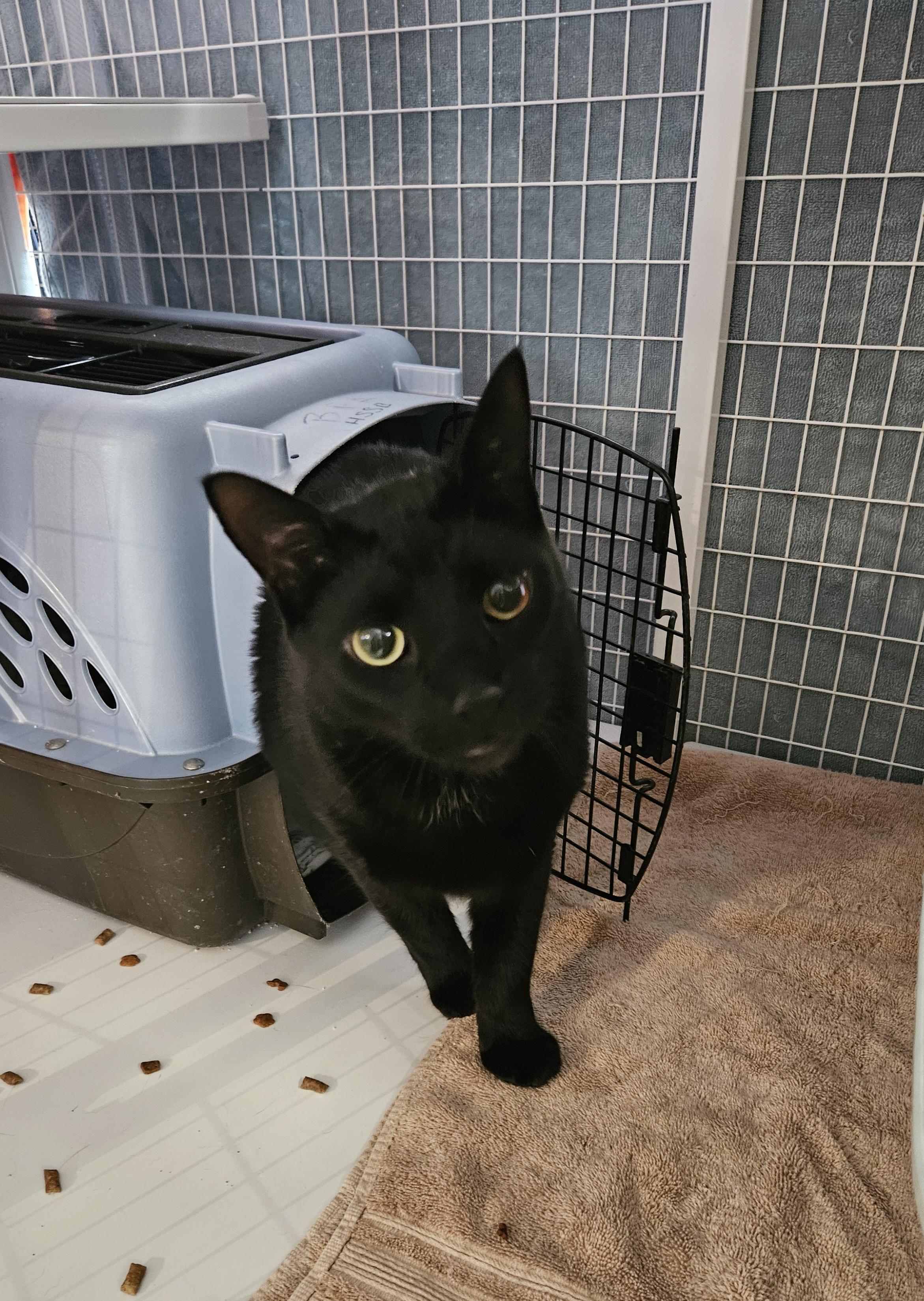 Lenny, ADOPTABLE, Adult Male Domestic Short Hair.