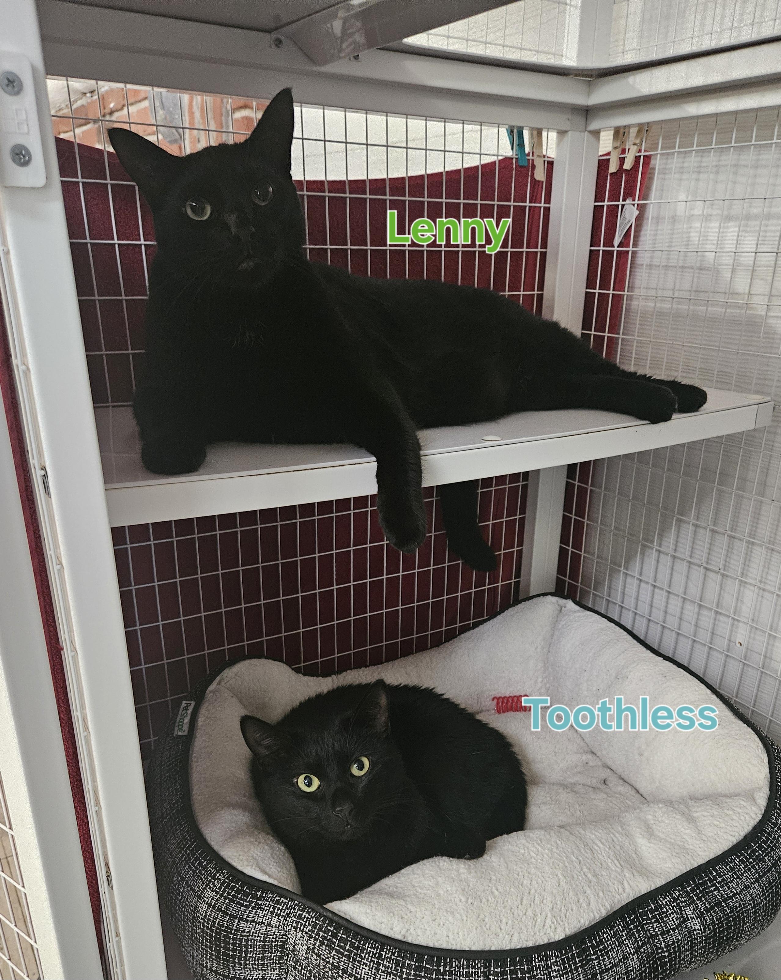 Enlarge Lenny, a ADOPTABLE Domestic Short Hair in Melbourne, FL image 2/2