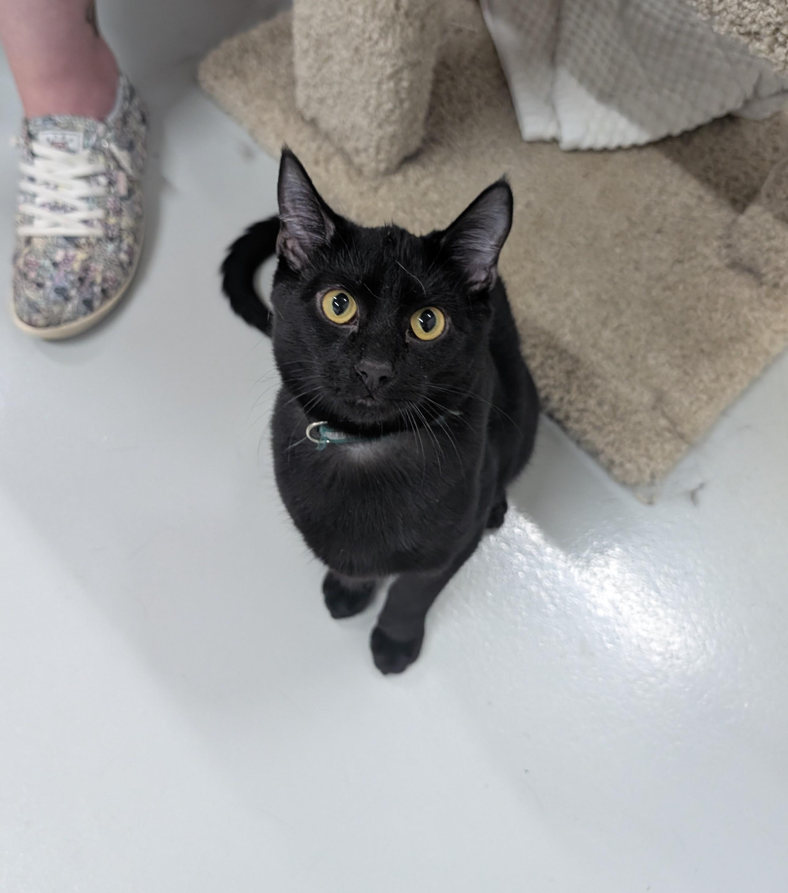 Jake, Adoptable, Kitten Male Domestic Short Hair.