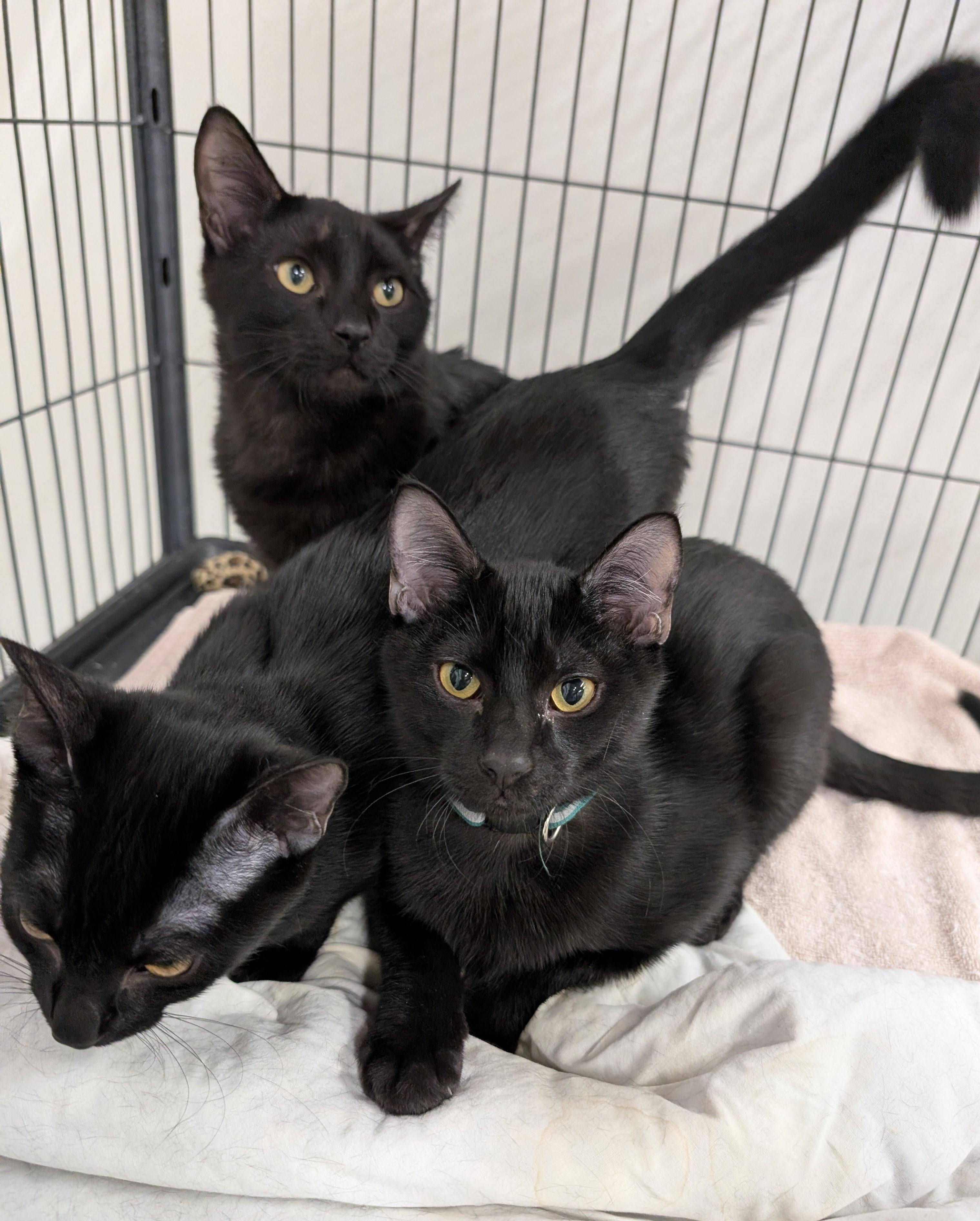 Enlarge Jake, a Adoptable Domestic Short Hair in West Palm Beach, FL image 5/6