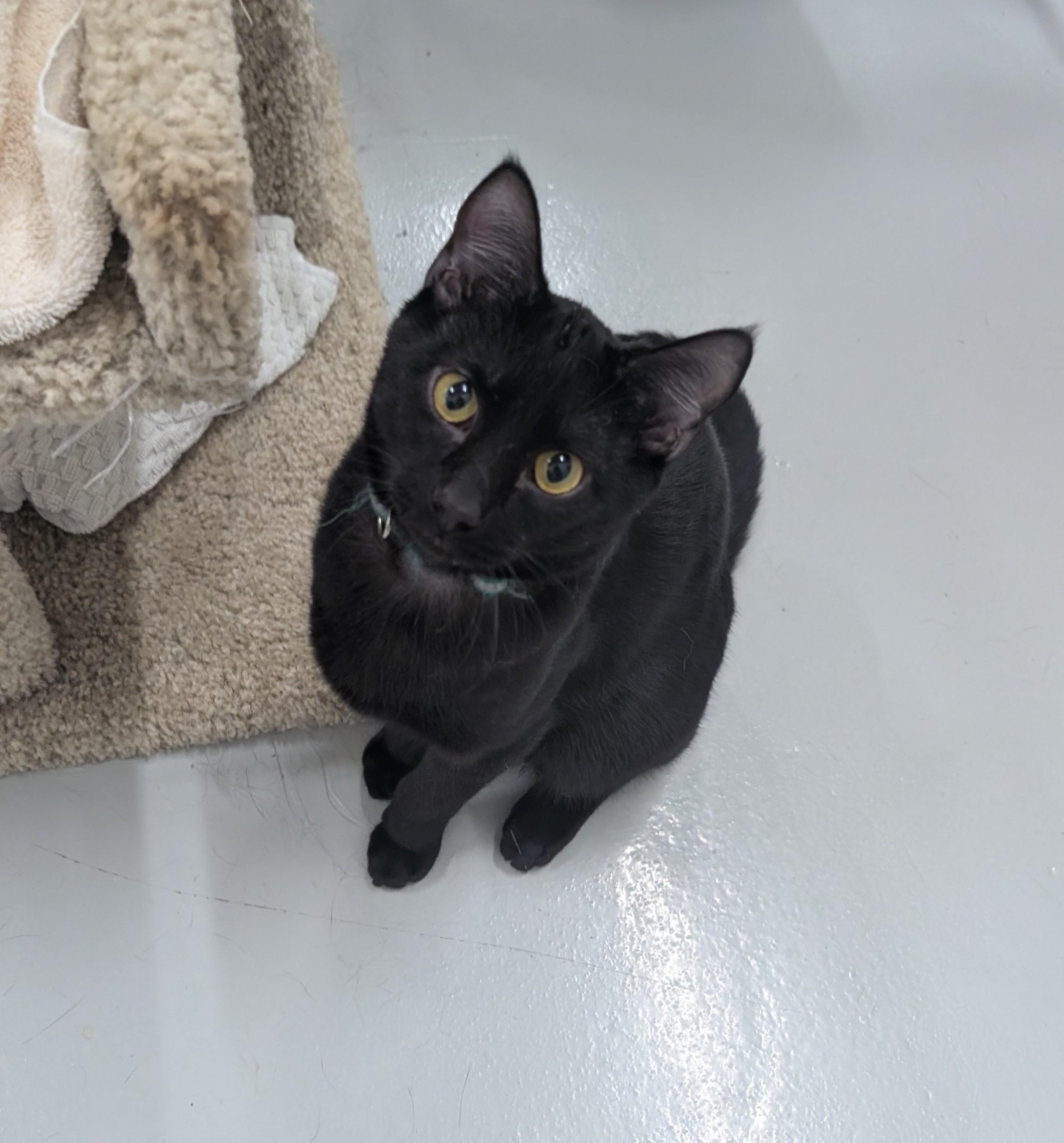 Enlarge Jake, a Adoptable Domestic Short Hair in West Palm Beach, FL image 2/6