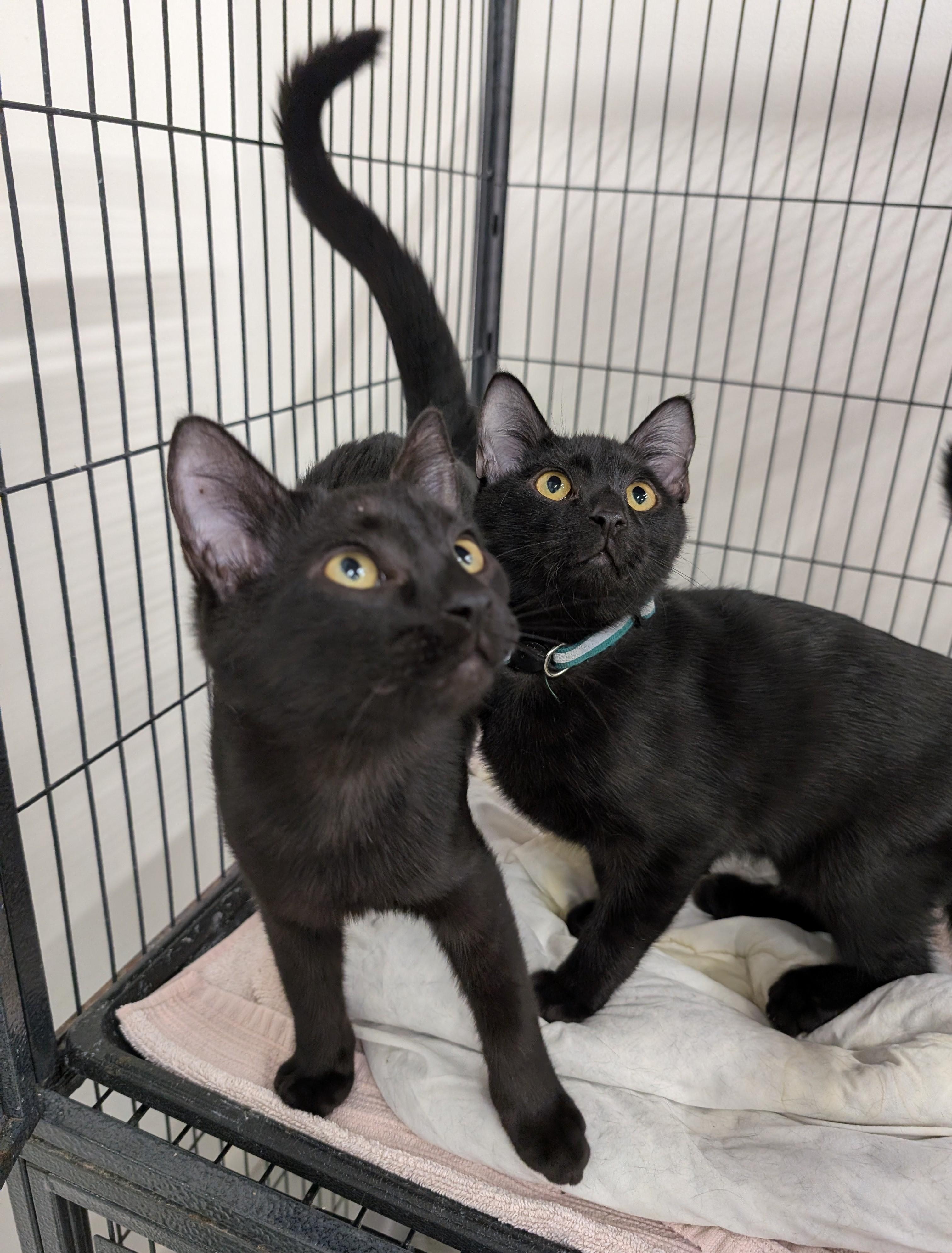 Enlarge Jake, a Adoptable Domestic Short Hair in West Palm Beach, FL image 3/6