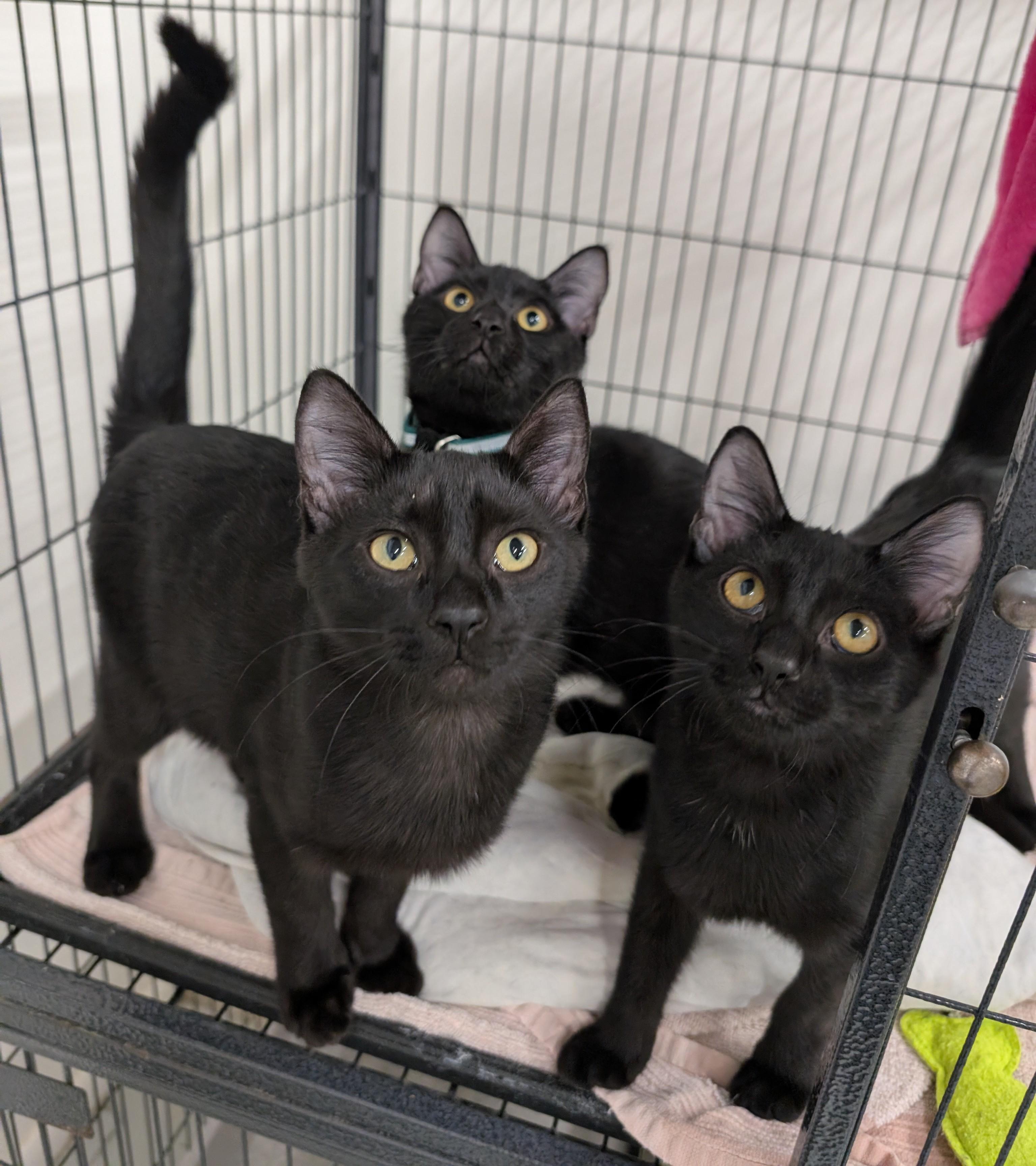 Enlarge Jake, a Adoptable Domestic Short Hair in West Palm Beach, FL image 4/6