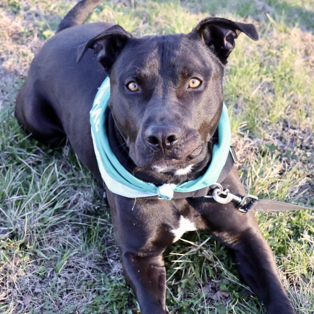 Tonto P4P, a Adoptable Pit Bull Terrier in St Joseph, MO image 1/5