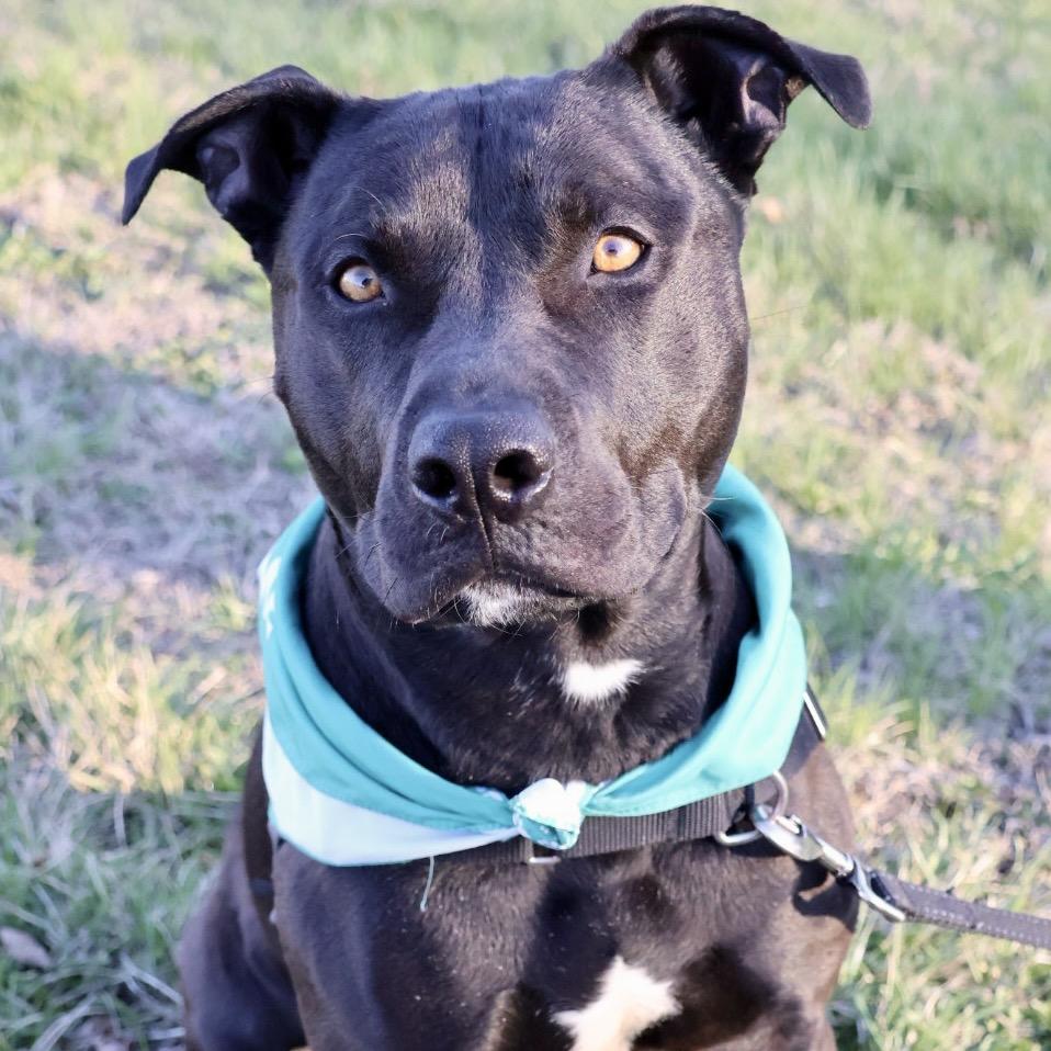 Tonto P4P, a Adoptable Pit Bull Terrier in St Joseph, MO image 2/5