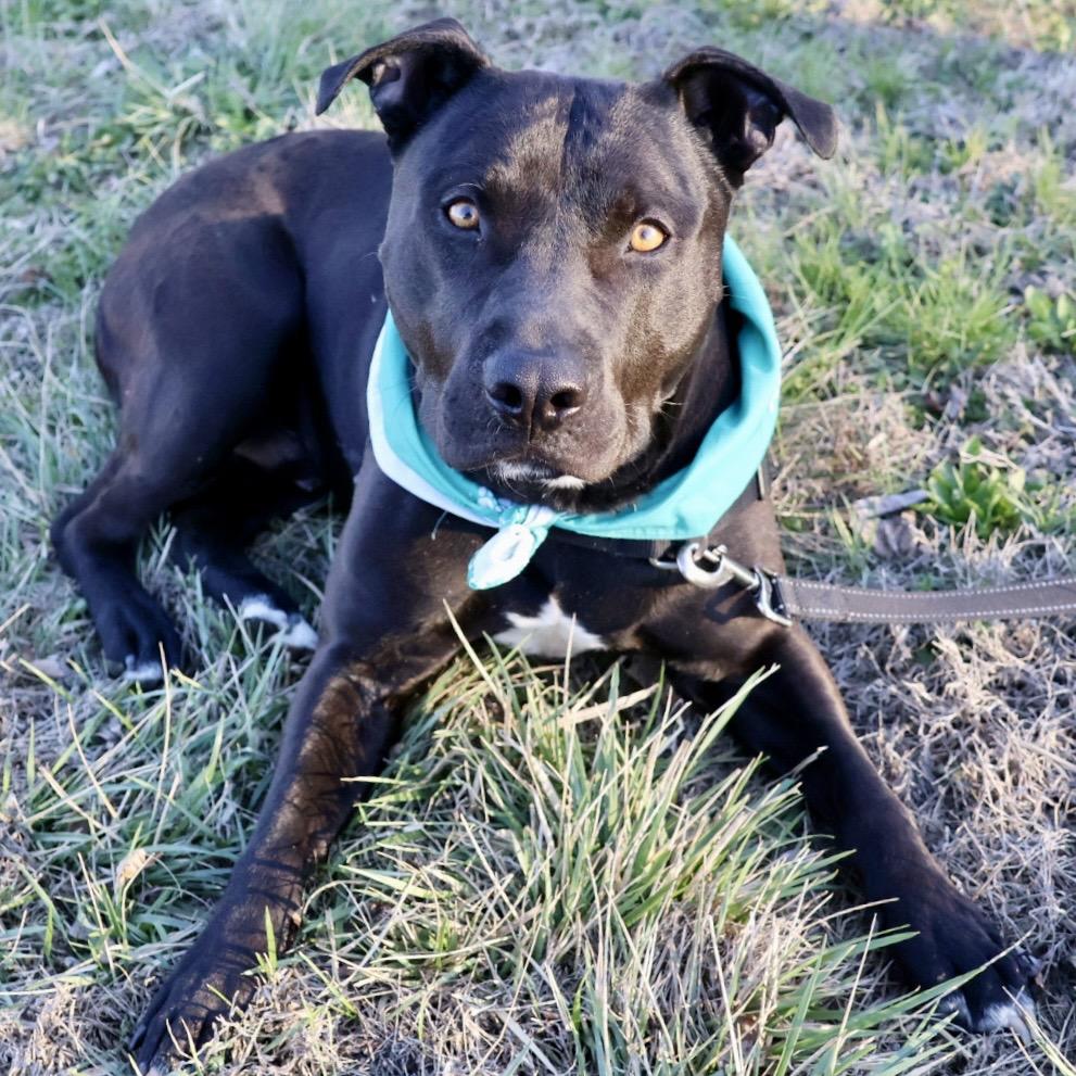 Tonto P4P, a Adoptable Pit Bull Terrier in St Joseph, MO image 3/5