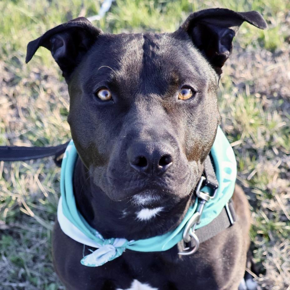 Tonto P4P, a Adoptable Pit Bull Terrier in St Joseph, MO image 4/5