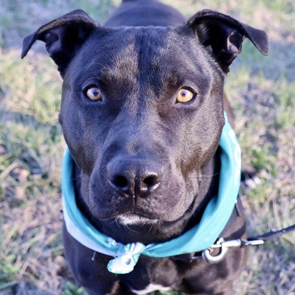 Tonto P4P, a Adoptable Pit Bull Terrier in St Joseph, MO image 5/5