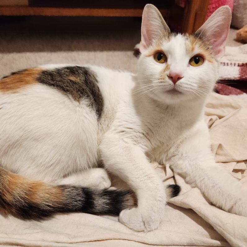 Checkers, Adoptable, Young Female Domestic Short Hair.