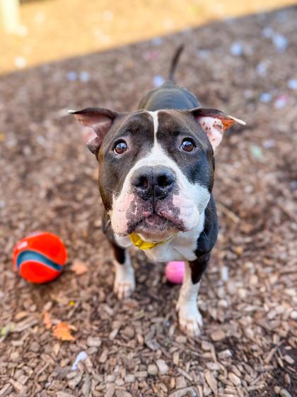 Castlevania thumbnail 3