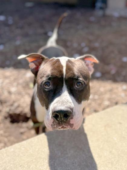 Castlevania thumbnail 4