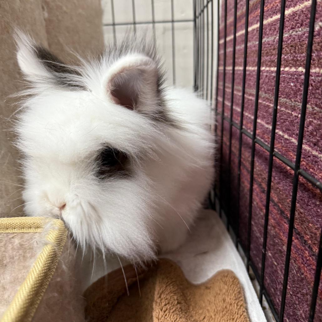 Enlarge Dill & Gherkin (bonded duo), a Adoptable mixed breed in Medford, NY image 3/5