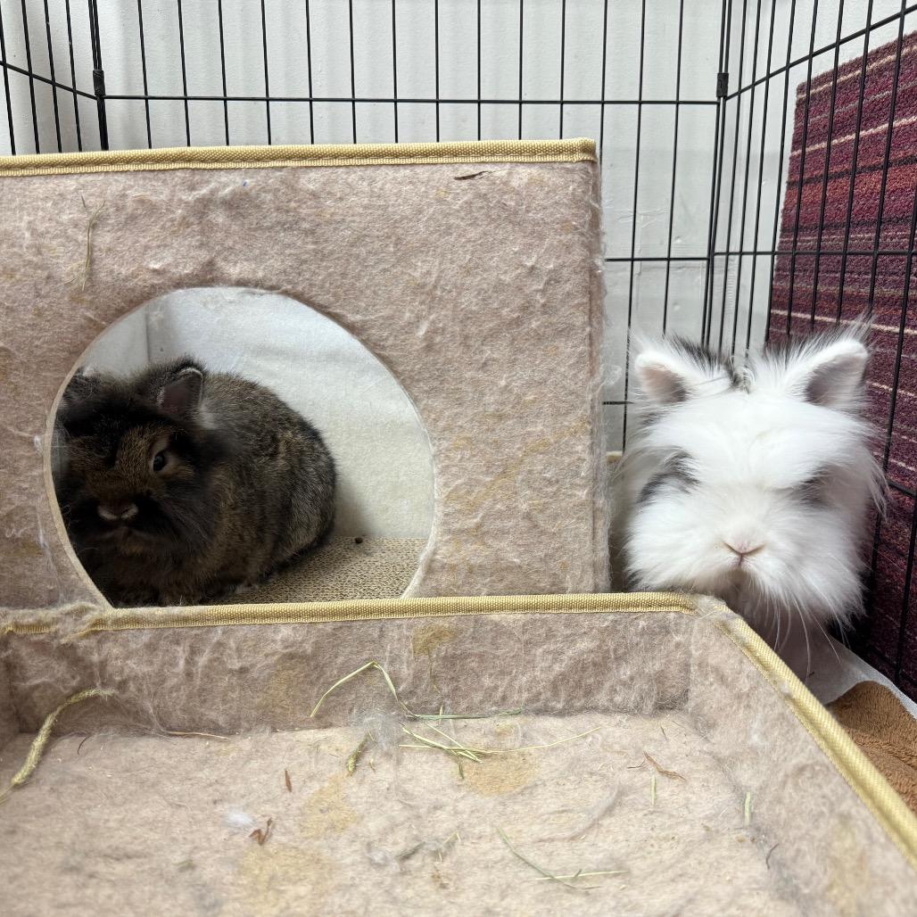 Dill & Gherkin (bonded duo), Adoptable, Young Male Lionhead.
