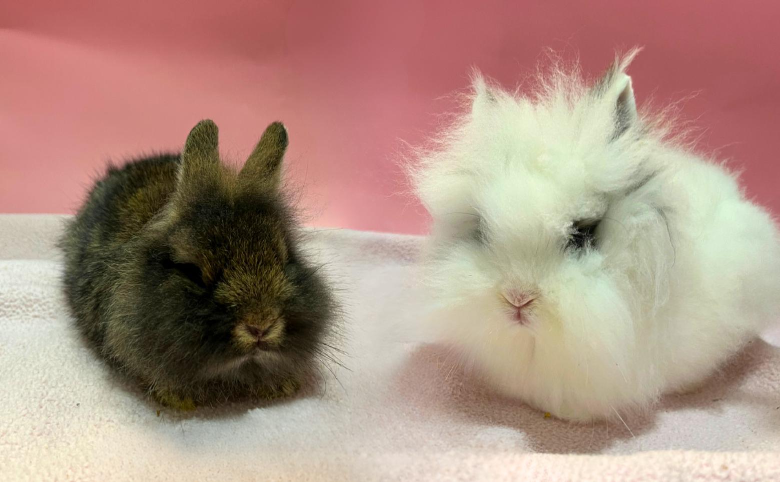 Dill & Gherkin, Adoptable, Young Male Lionhead.