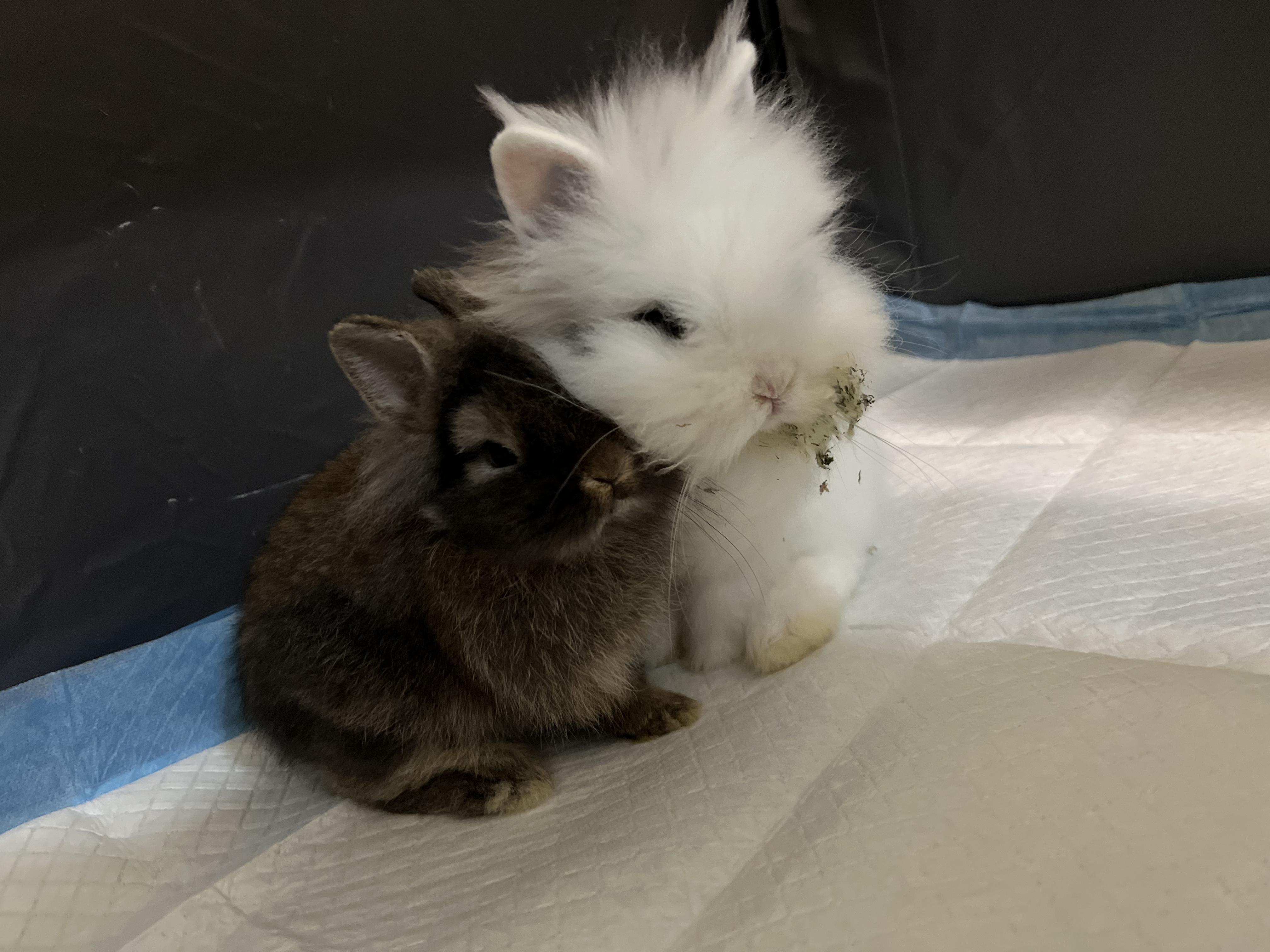 Dill & Gherkin, a Adoptable mixed breed in Medford, NY image 2/2