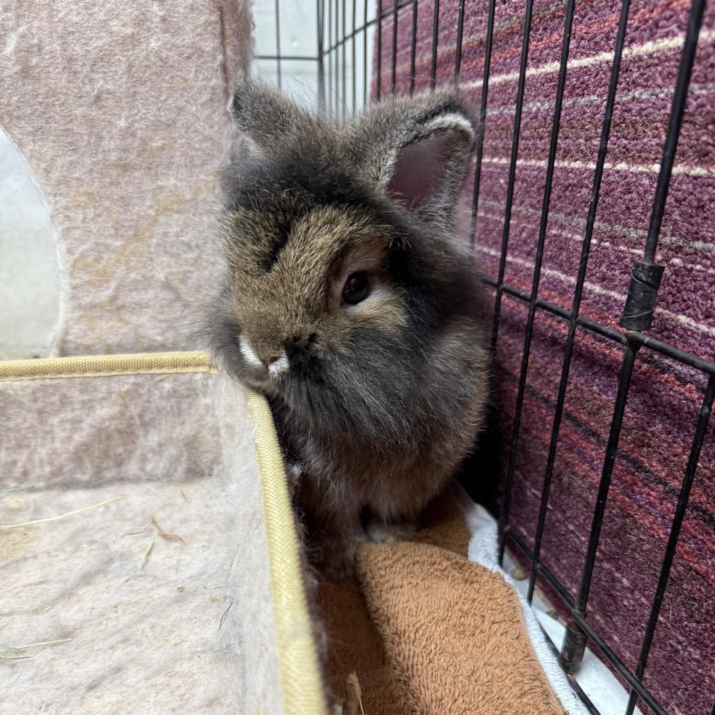 Enlarge Dill & Gherkin (bonded duo), a Adoptable mixed breed in Medford, NY image 4/5