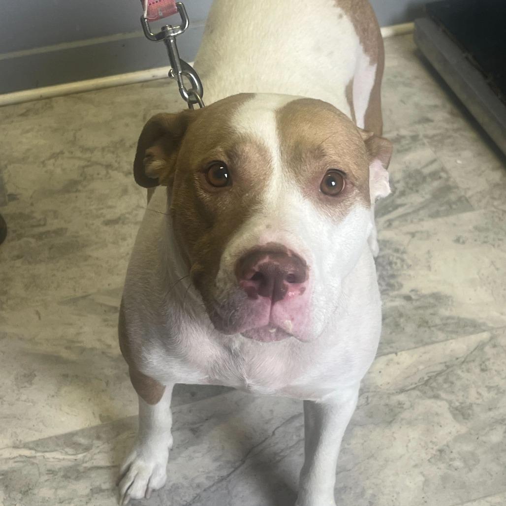 Yoko, Adoptable, Puppy Female Mixed Breed.