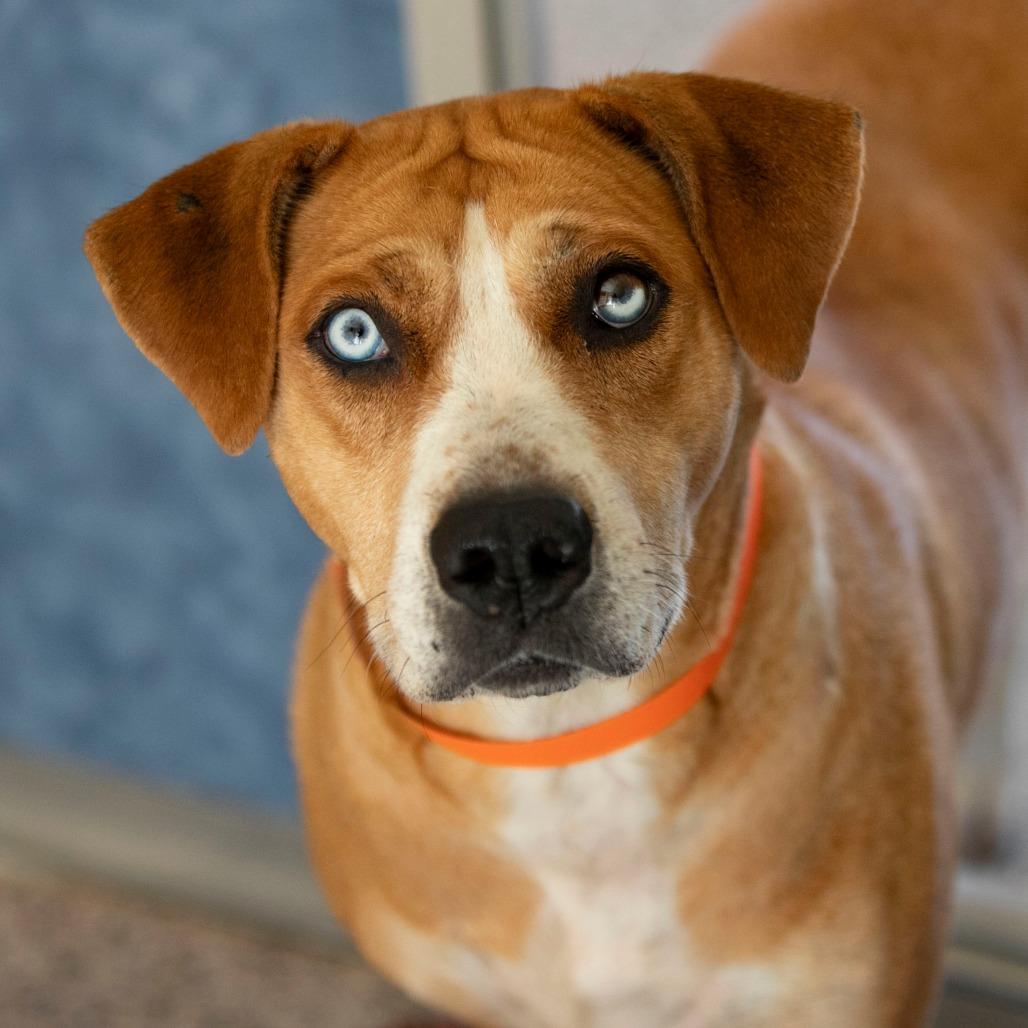 Sky (S25-271), Adoptable, Adult Female Labrador Retriever.