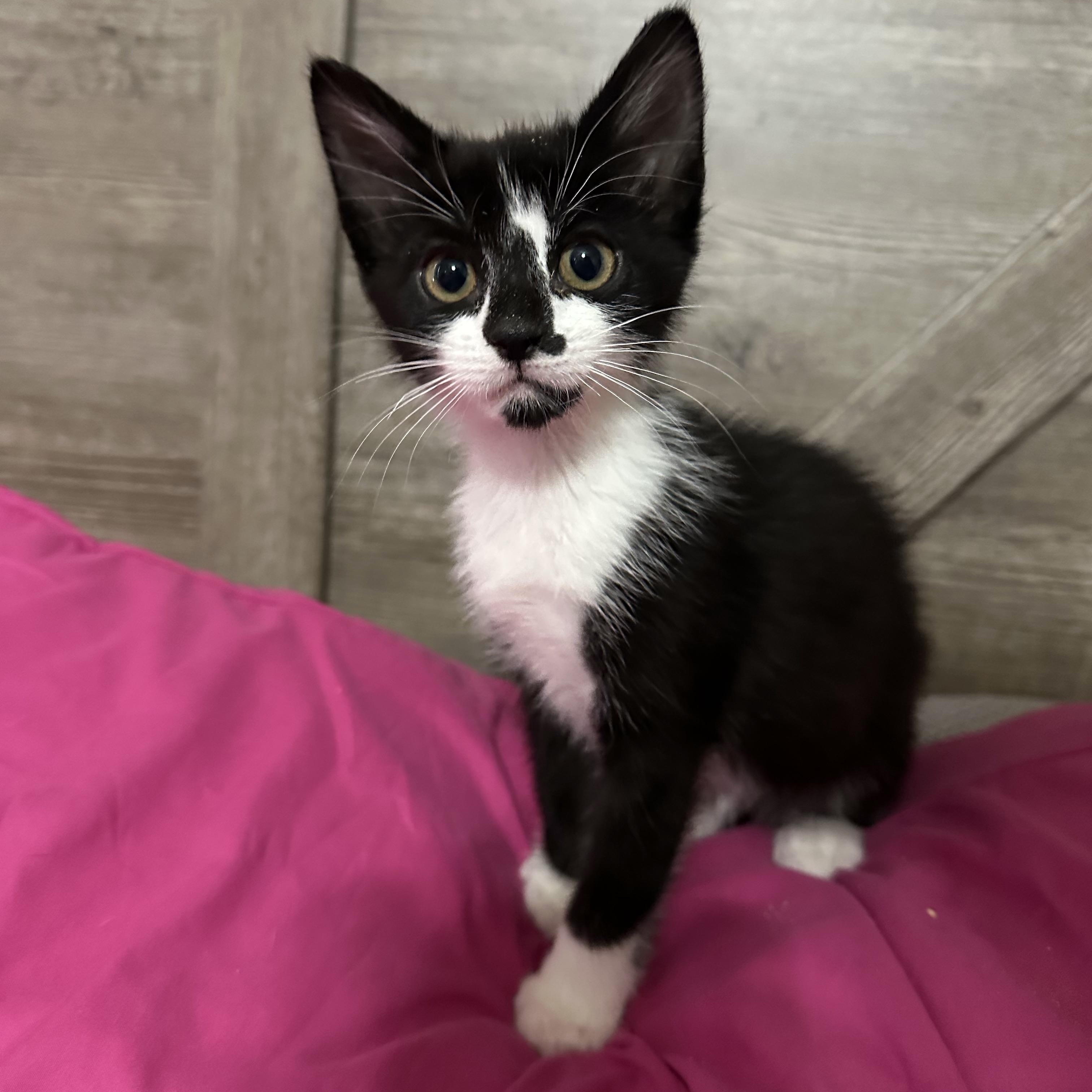 Jett, ADOPTABLE, Kitten Male Domestic Short Hair.
