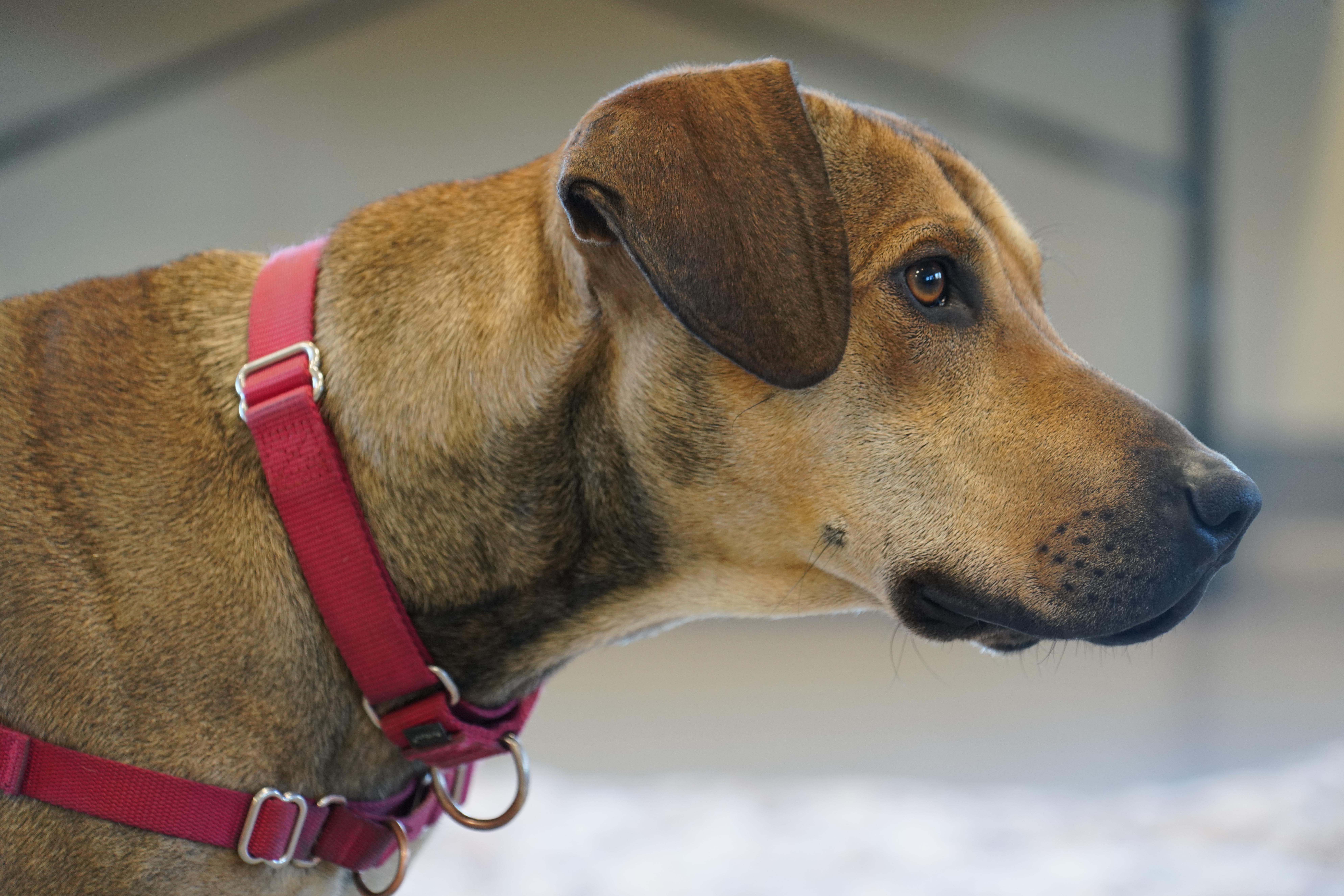 Rufus, a Adoptable mixed breed in New Rochelle, NY image 3/6