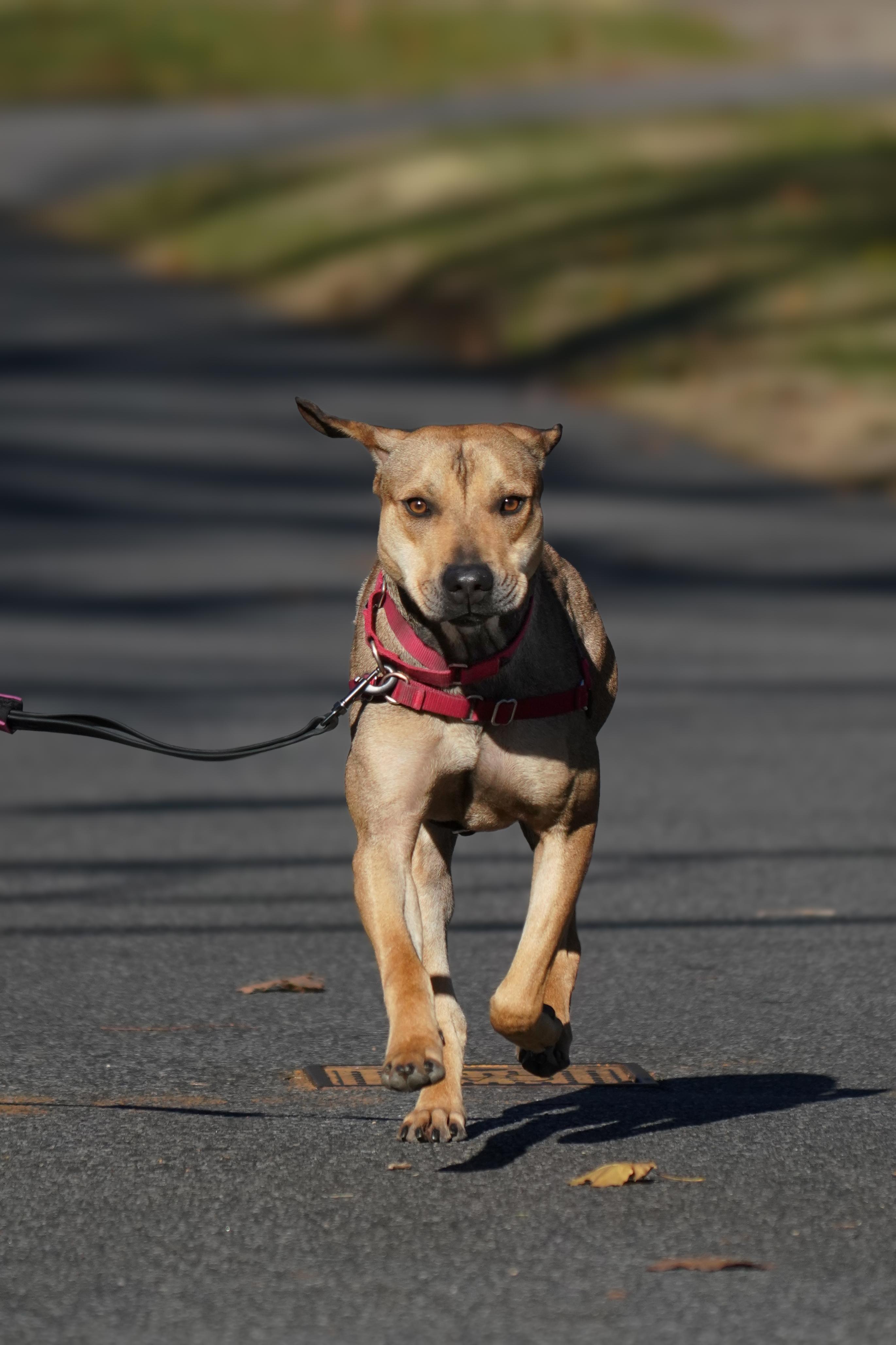 Rufus, a Adoptable mixed breed in New Rochelle, NY image 6/6