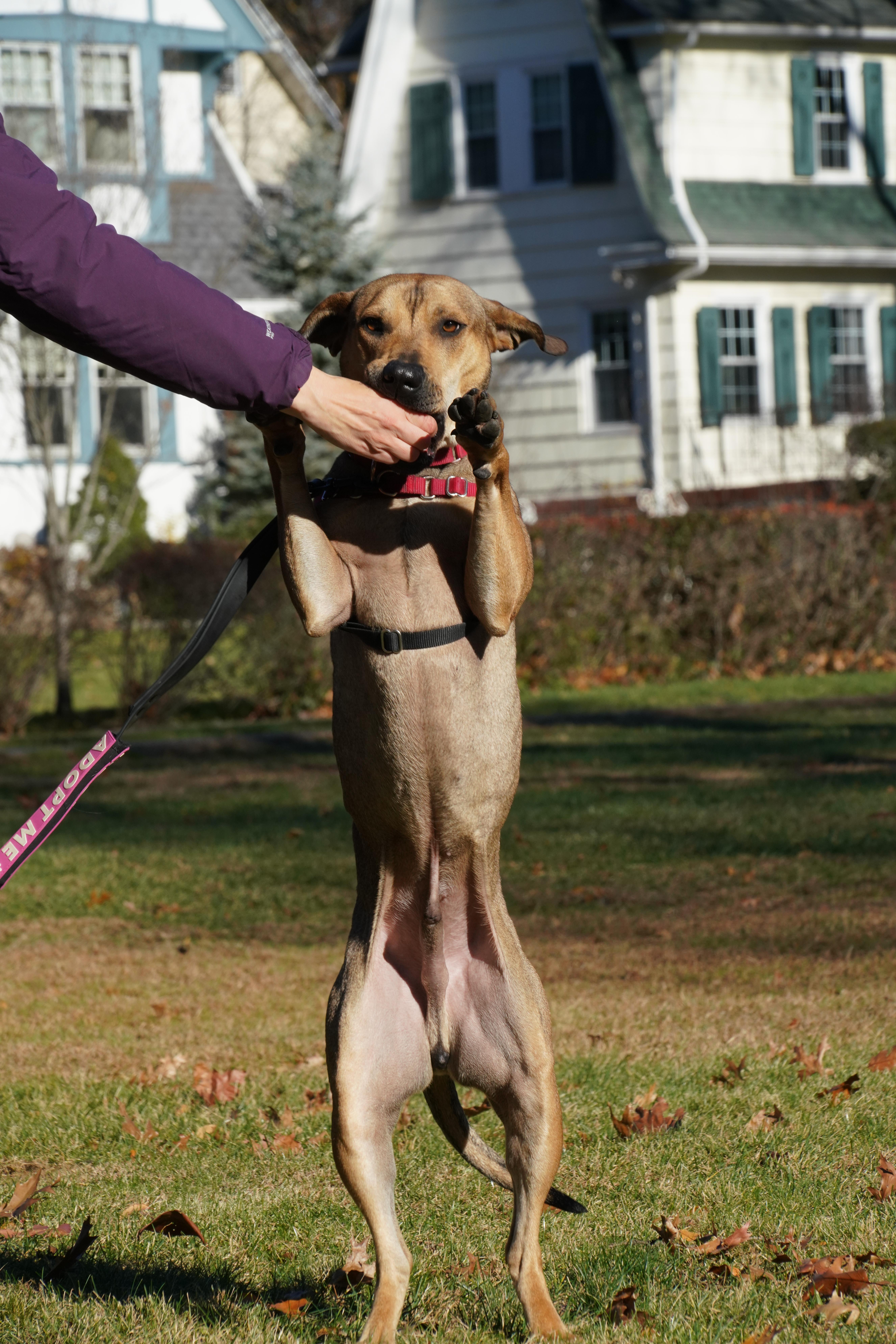 Rufus, a Adoptable mixed breed in New Rochelle, NY image 1/6