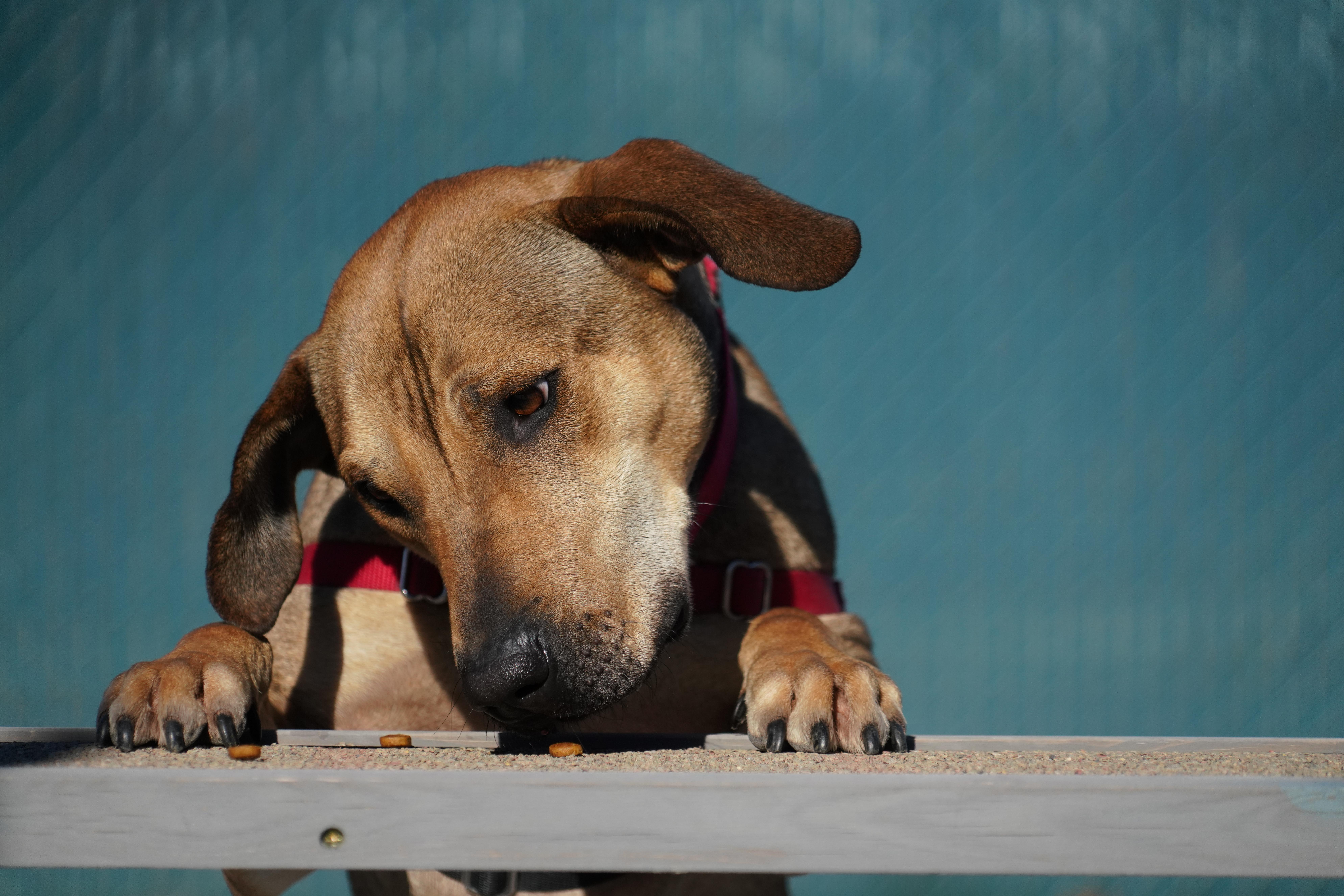 Rufus, a Adoptable mixed breed in New Rochelle, NY image 5/6