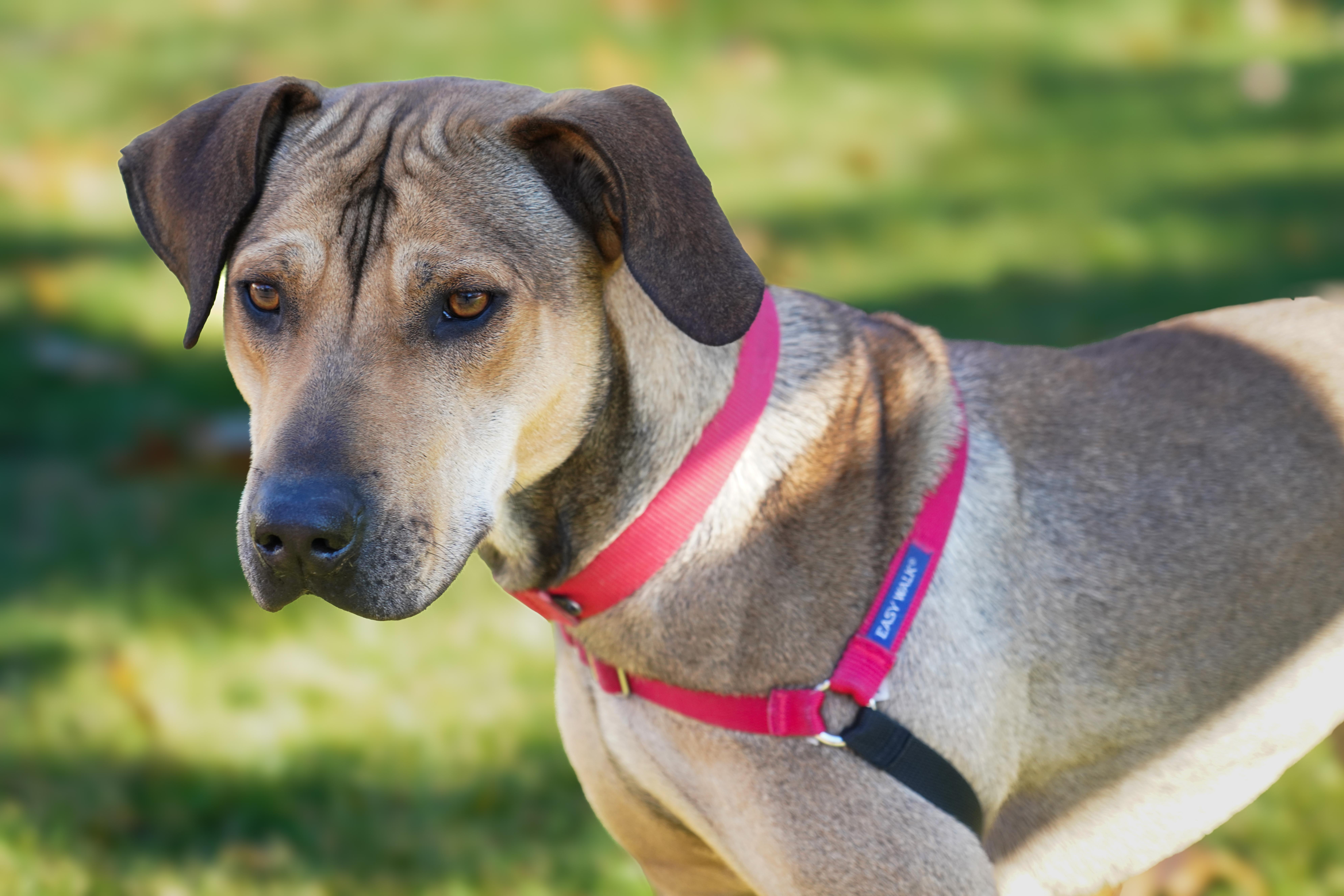 Rufus, a Adoptable mixed breed in New Rochelle, NY image 2/6